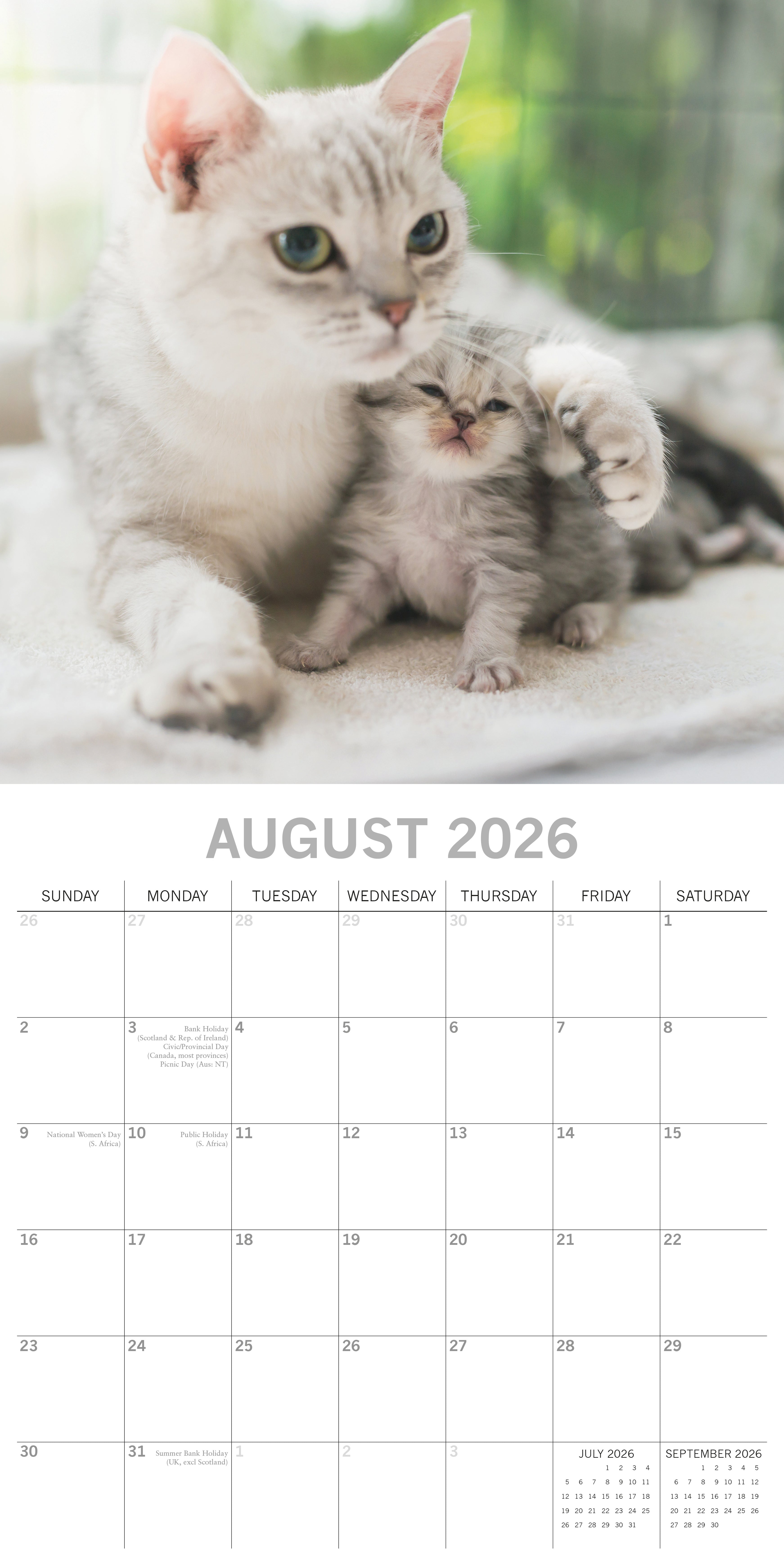 2026 Cats & Kittens - Square Wall Calendar