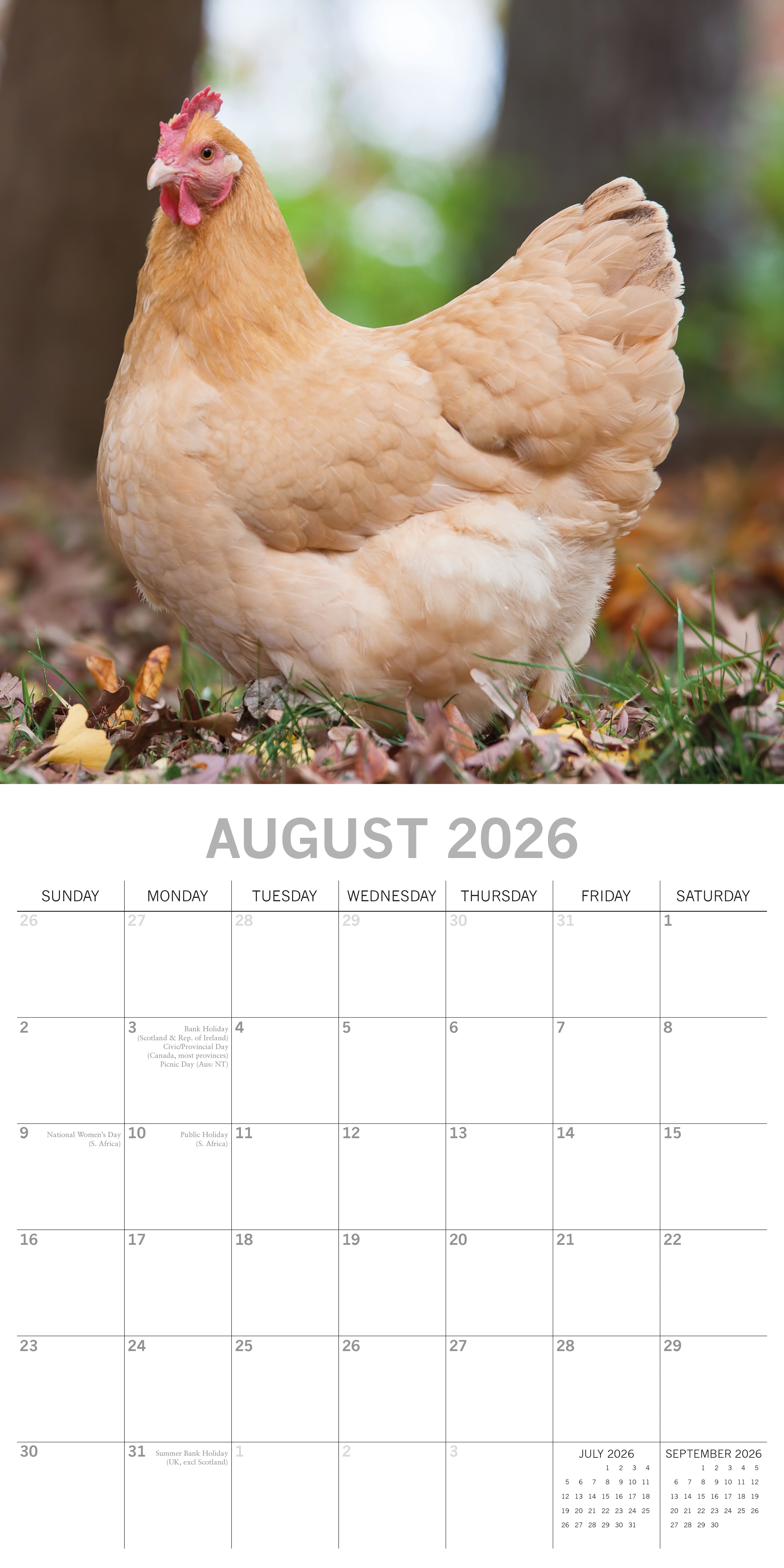 2026 Chickens - Square Wall Calendar