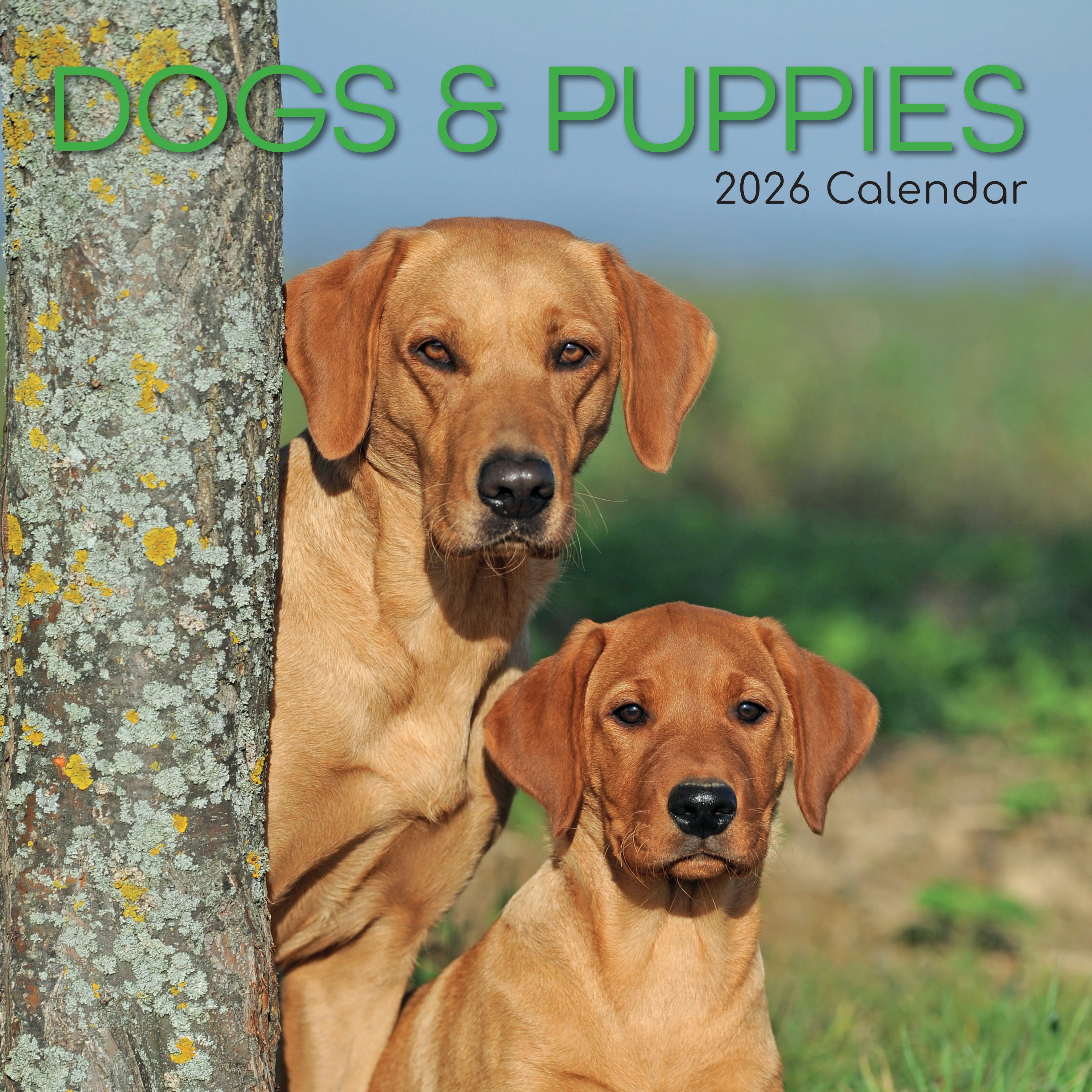 2026 Dogs & Puppies - Square Wall Calendar