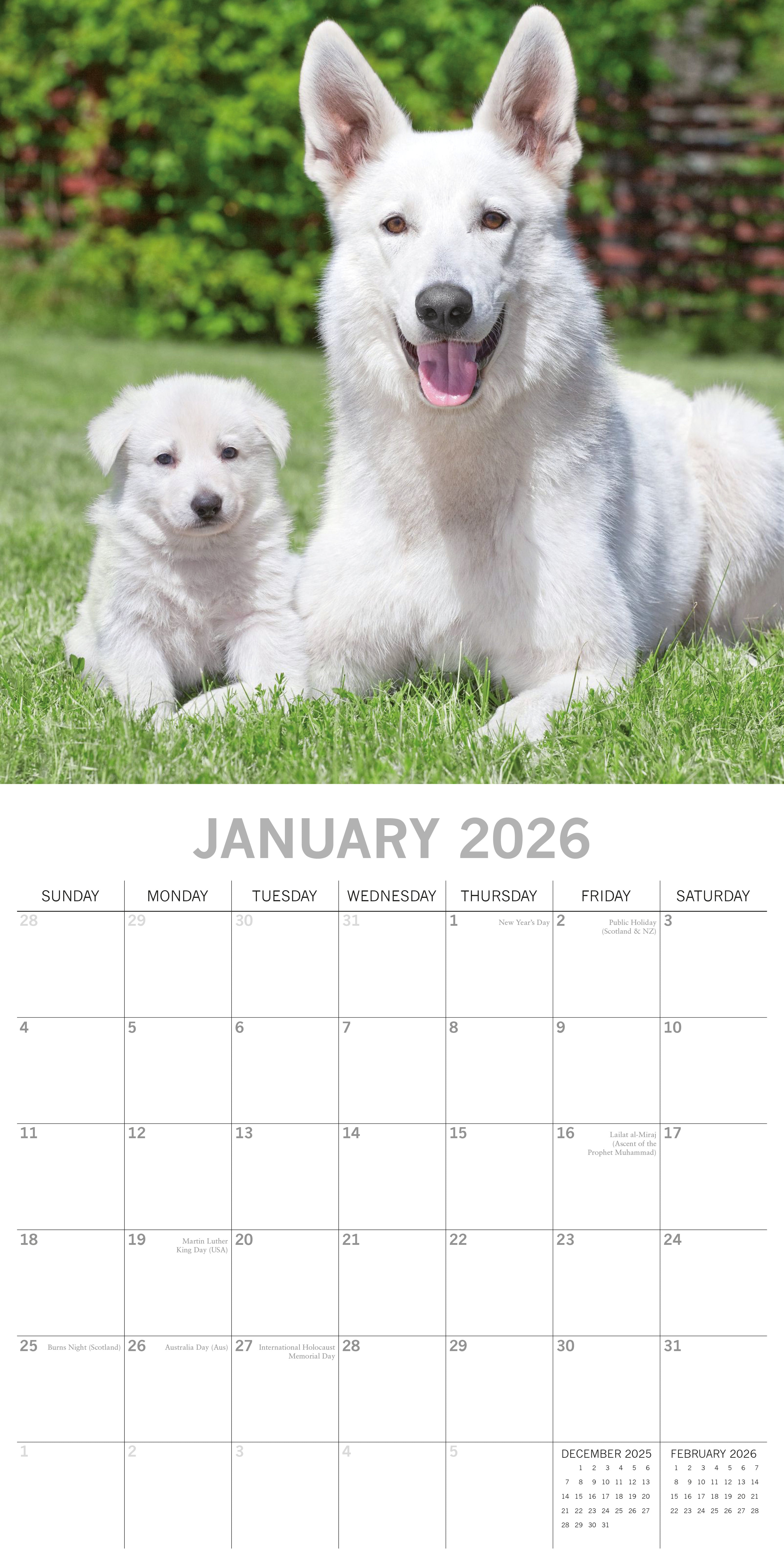2026 Dogs & Puppies - Square Wall Calendar