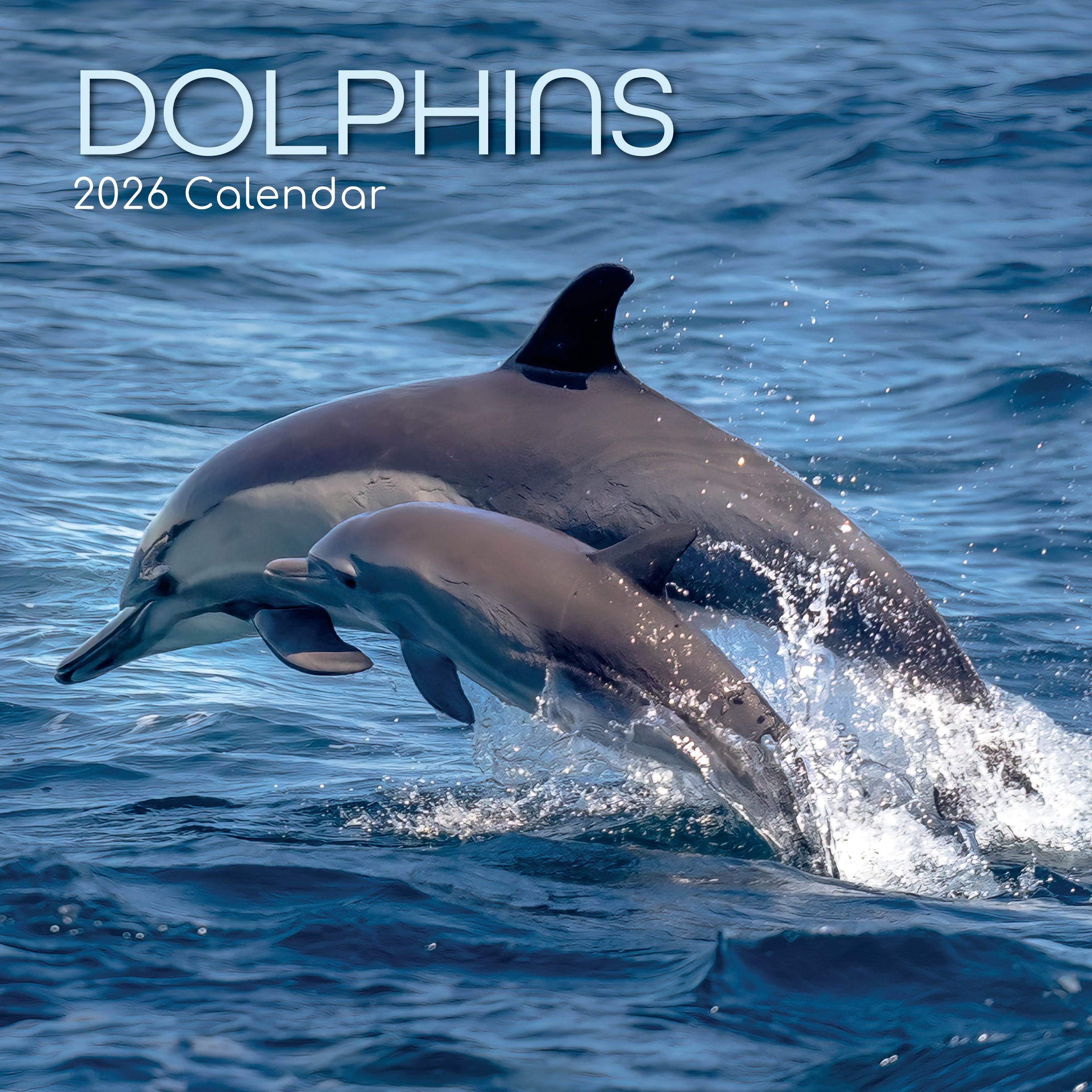 2026 Dolphins - Square Wall Calendar