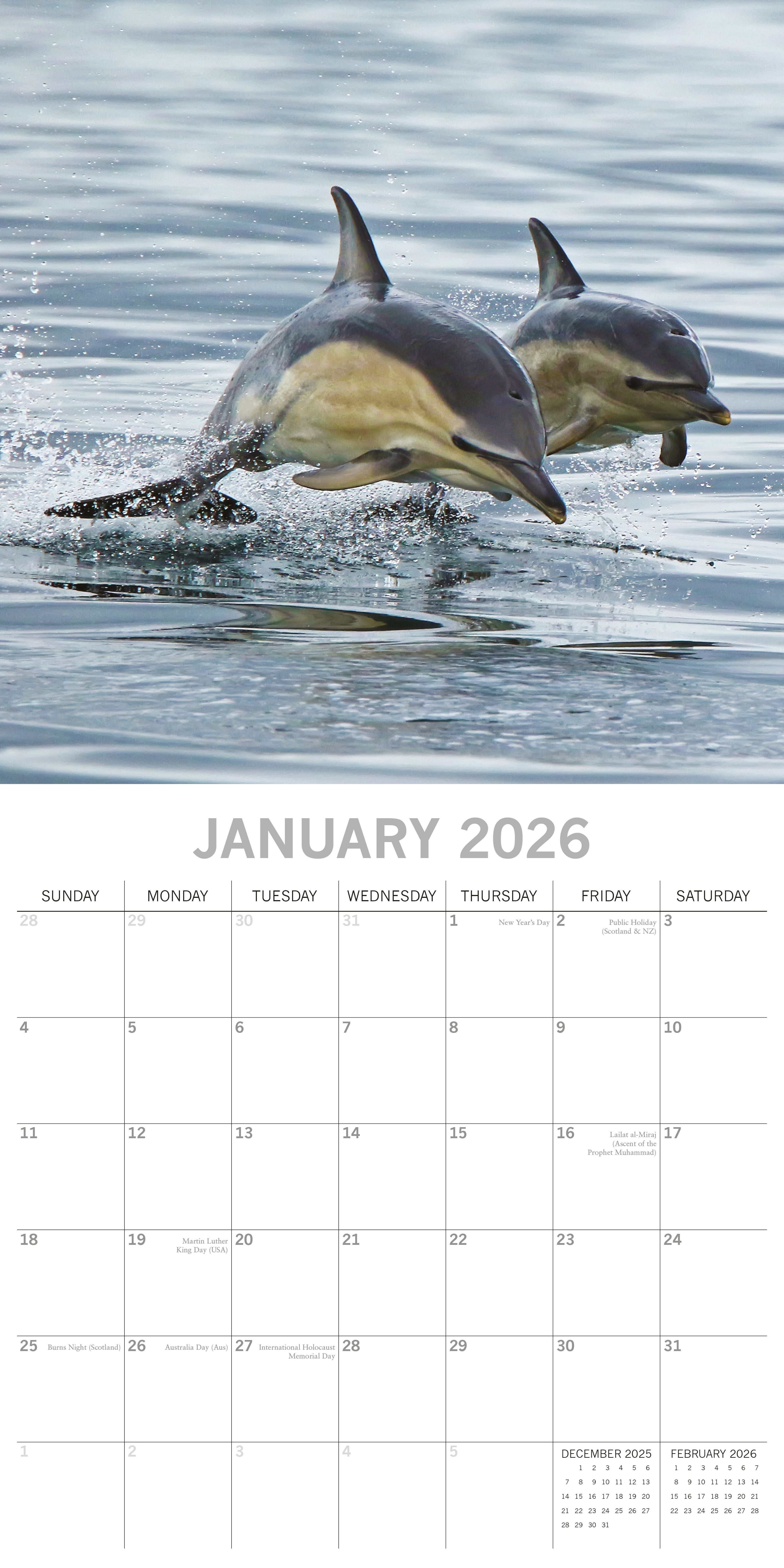 2026 Dolphins - Square Wall Calendar