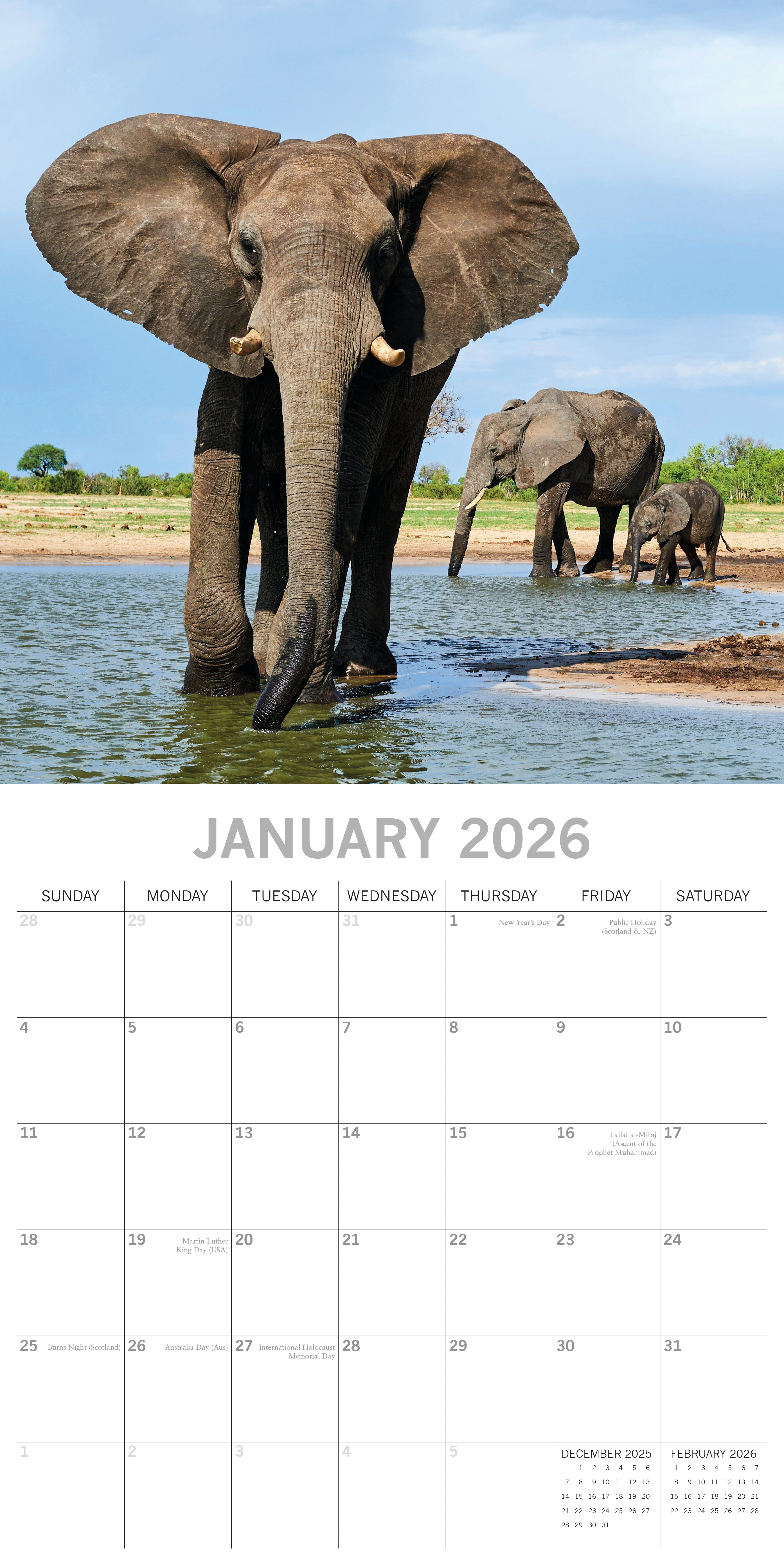 2026 Elephants - Square Wall Calendar