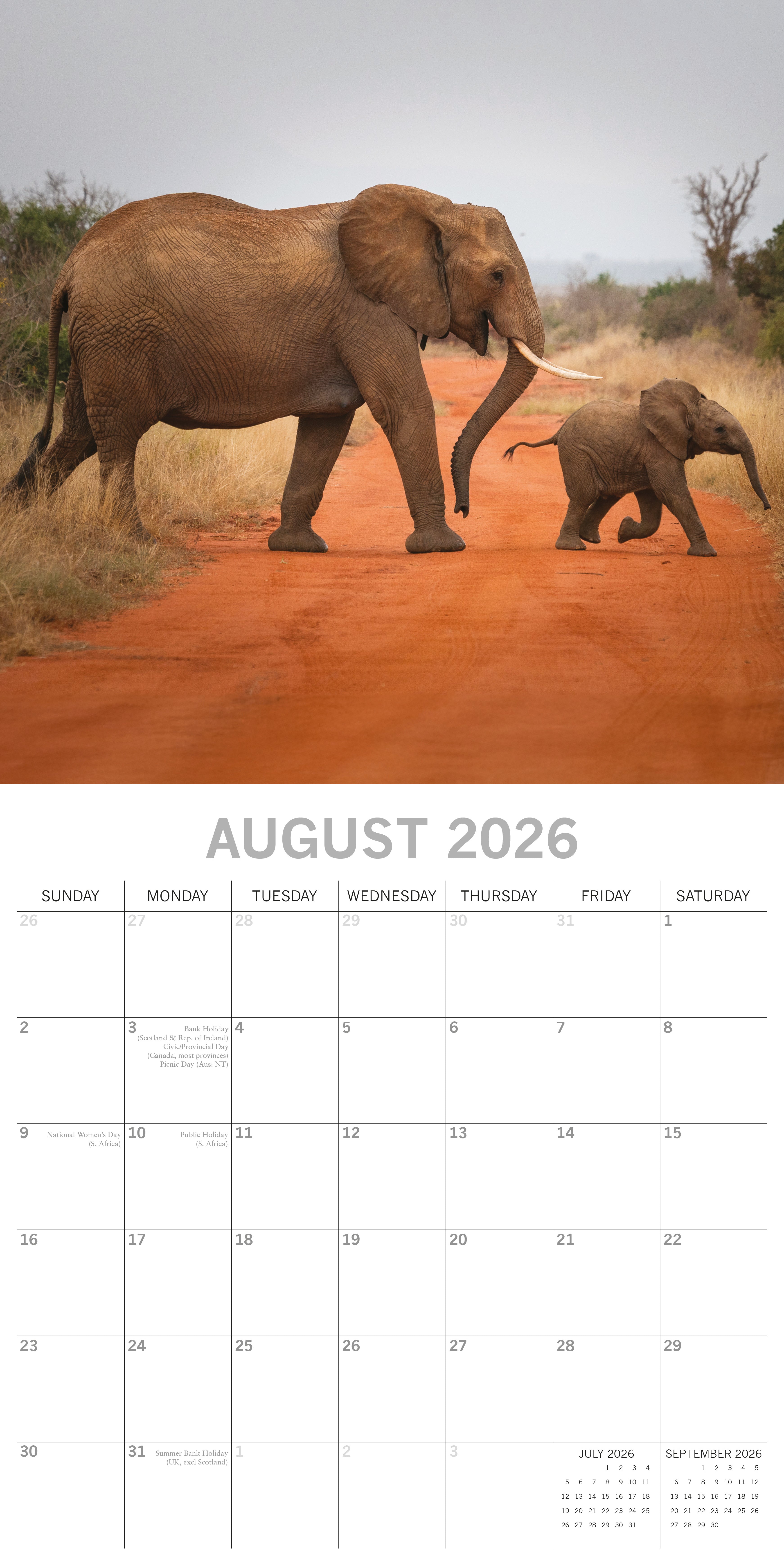 2026 Elephants - Square Wall Calendar