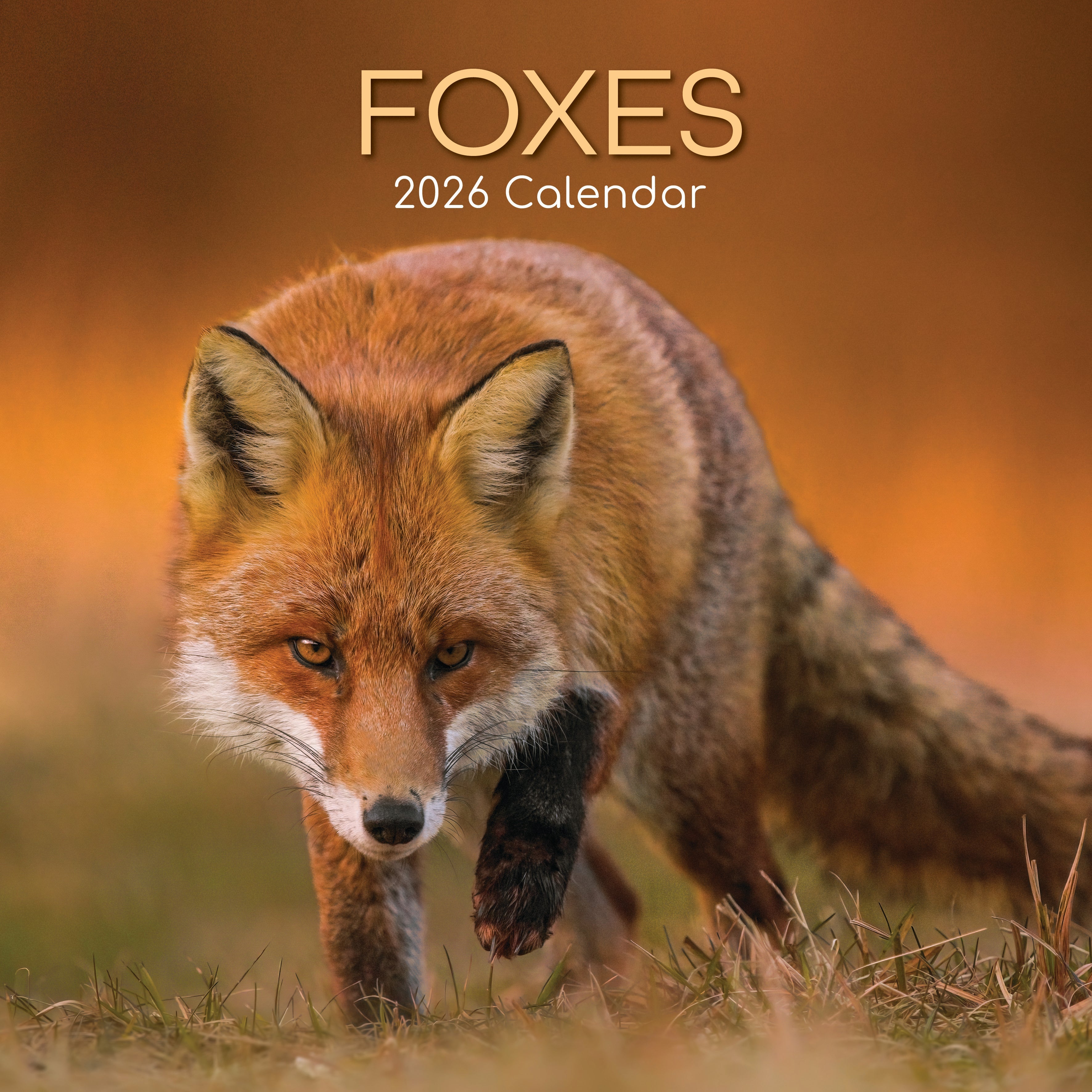 2026 Foxes - Square Wall Calendar