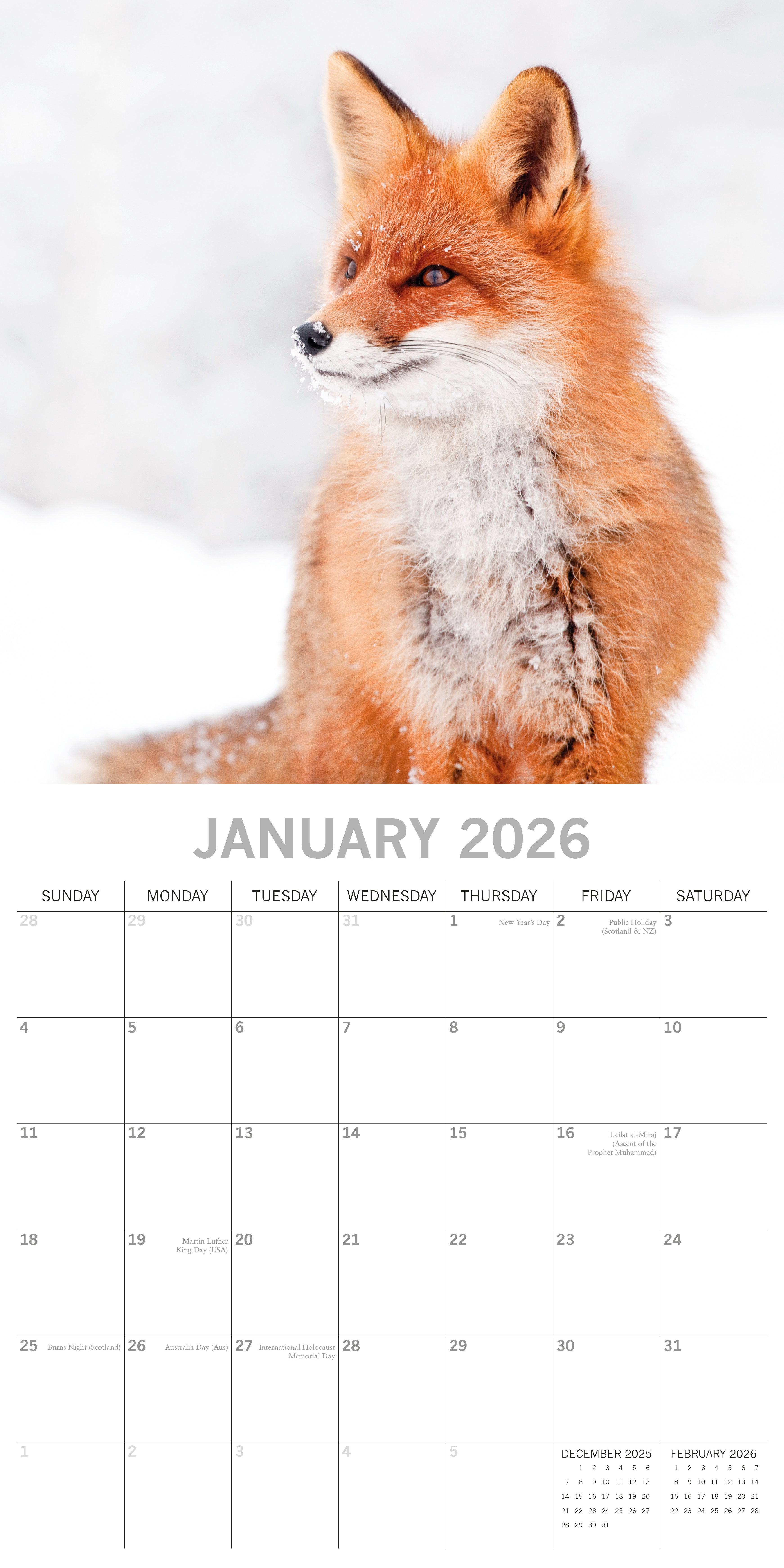 2026 Foxes - Square Wall Calendar