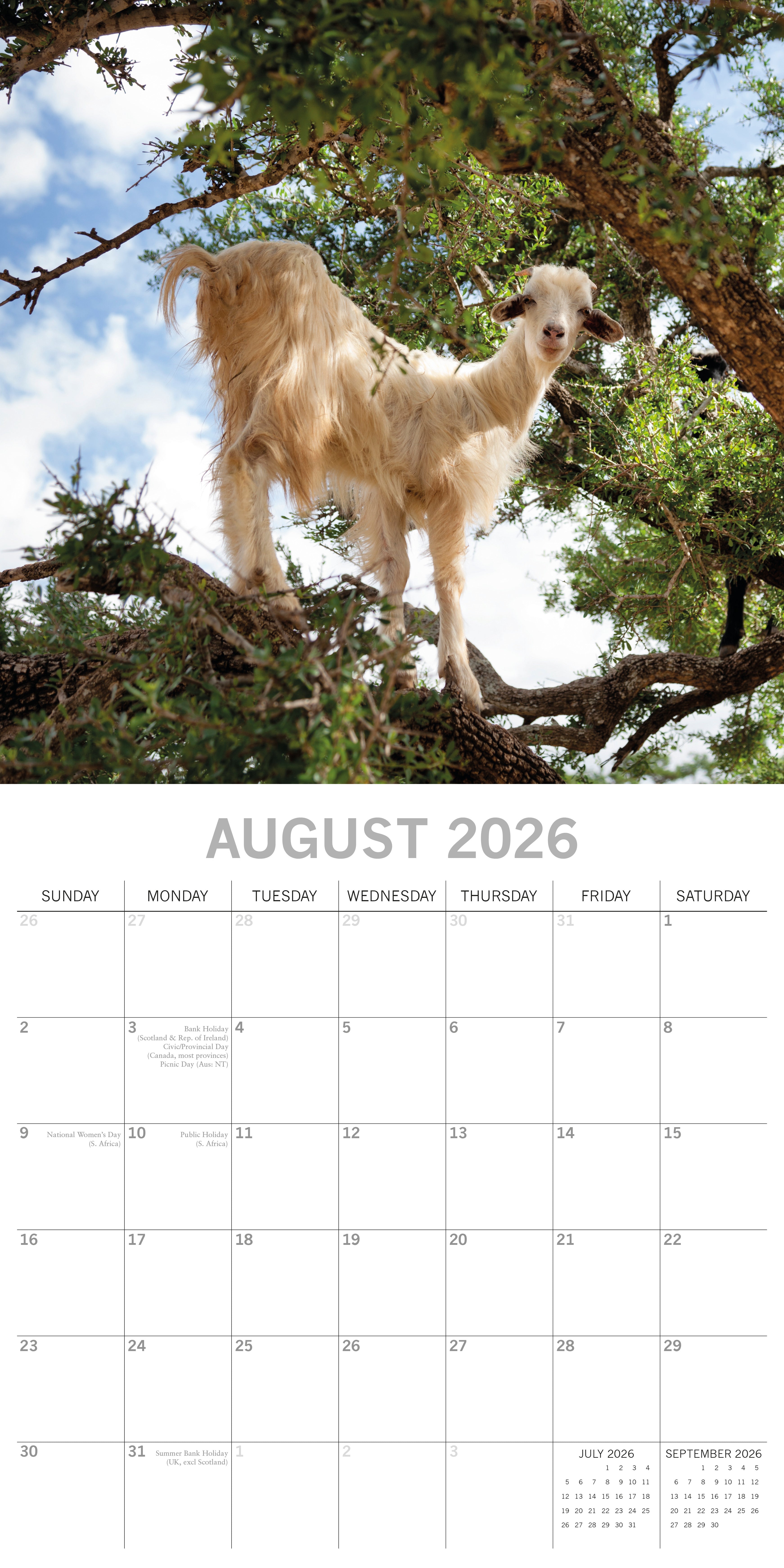 2026 Goats in Trees - Square Wall Calendar