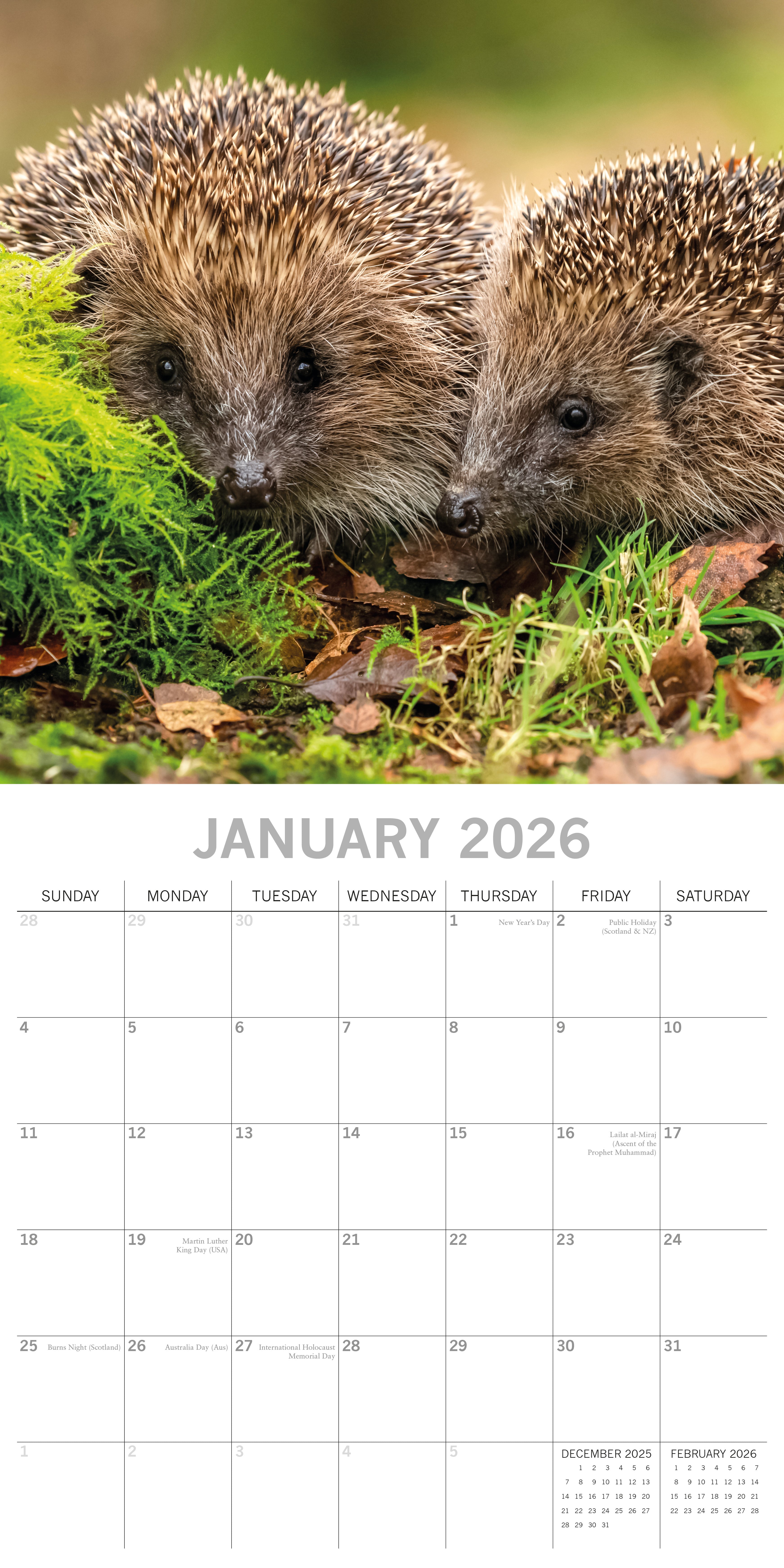 2026 Hedgehogs - Square Wall Calendar