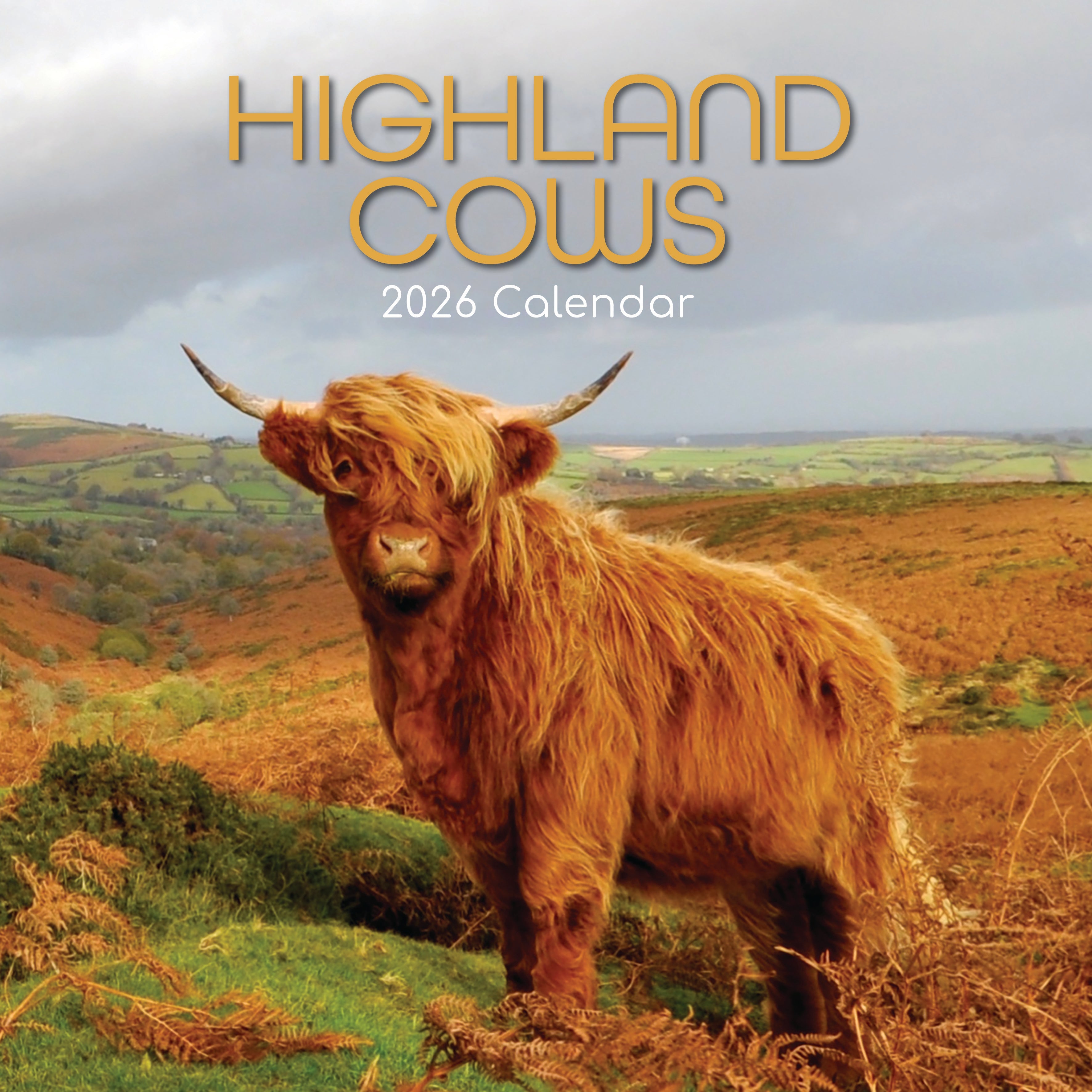 2026 Highland Cows - Square Wall Calendar