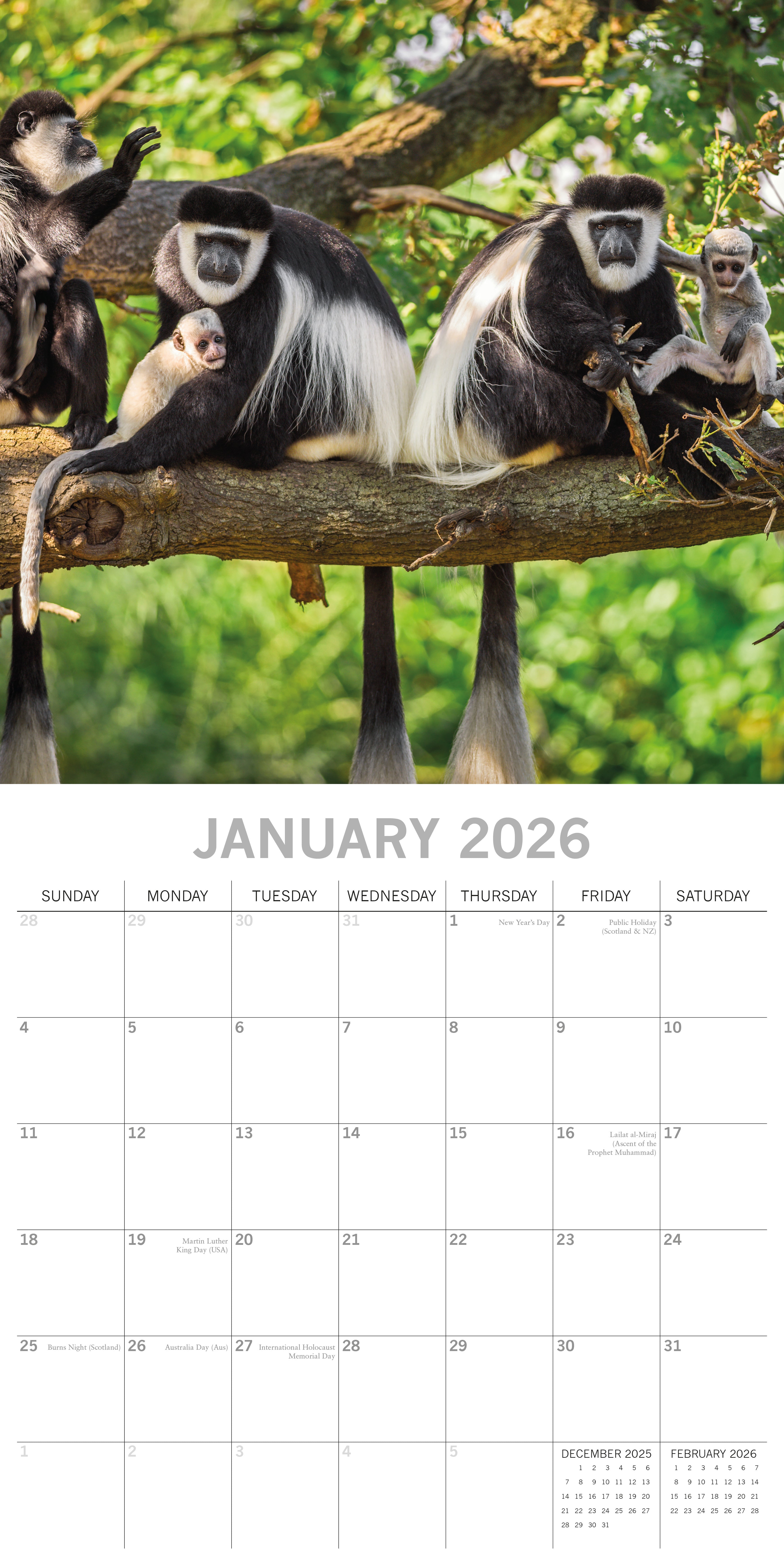 2026 Monkey Business - Square Wall Calendar