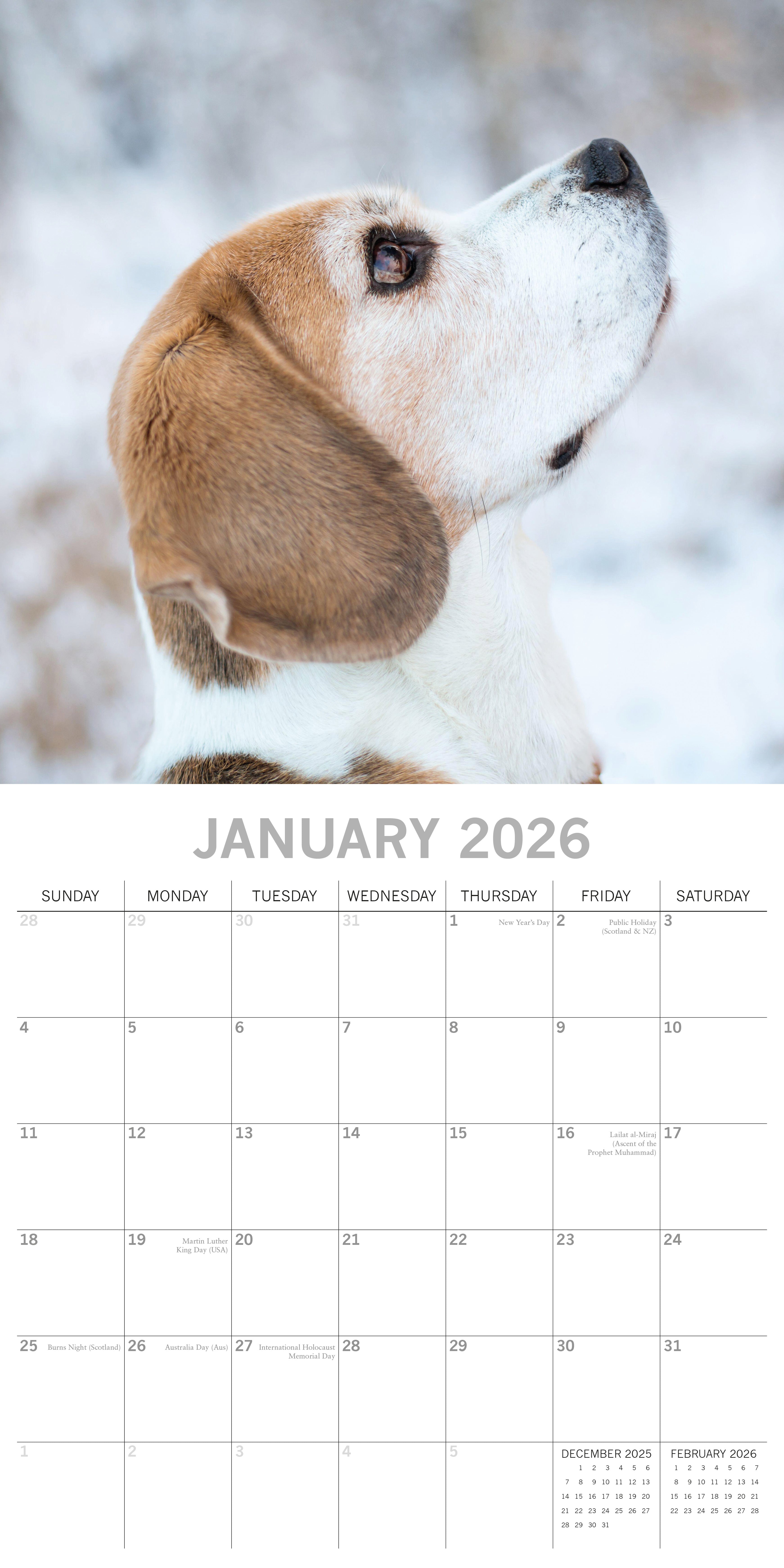 2026 Beagles - Square Wall Calendar