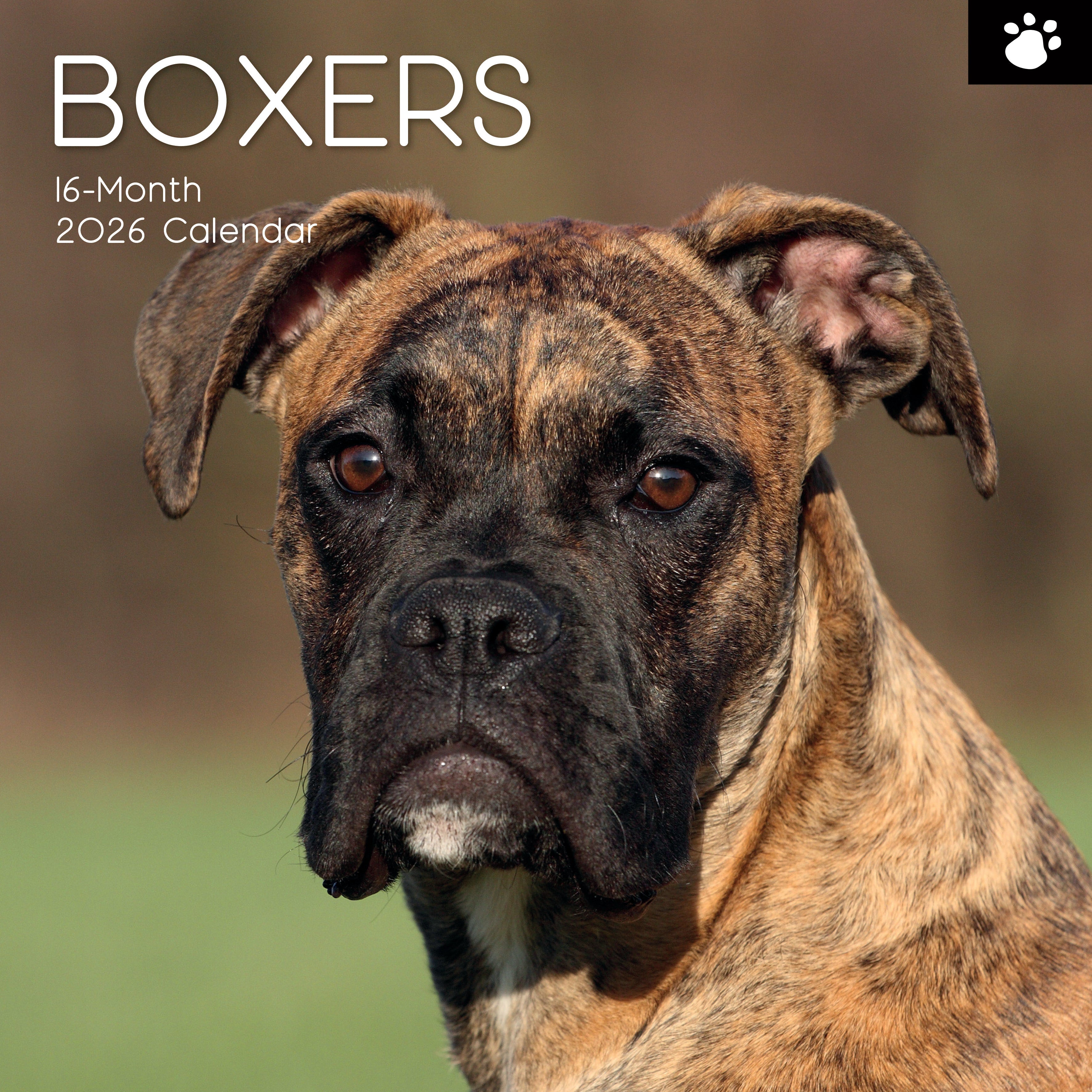 2026 Boxers - Square Wall Calendar
