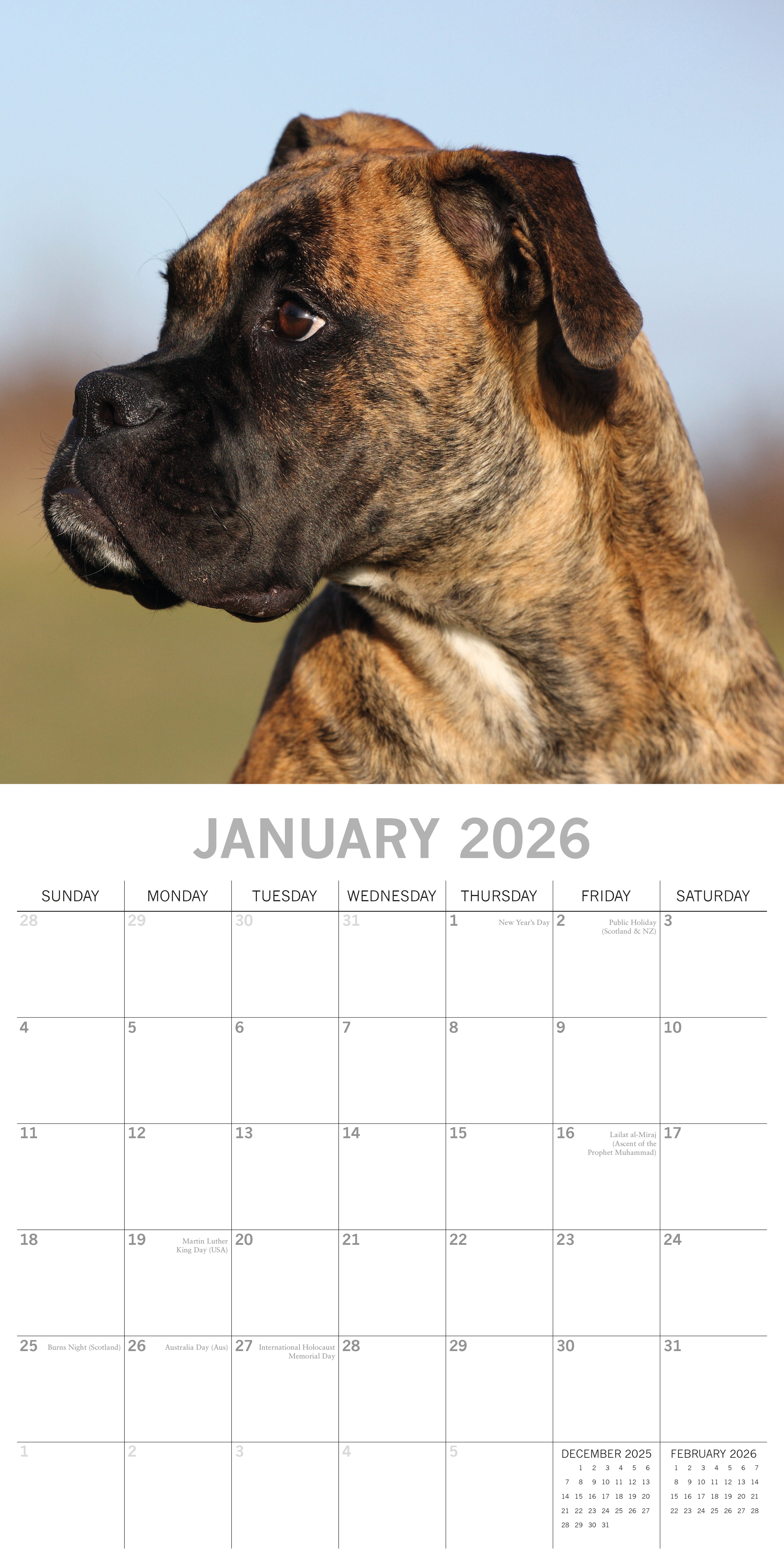 2026 Boxers - Square Wall Calendar