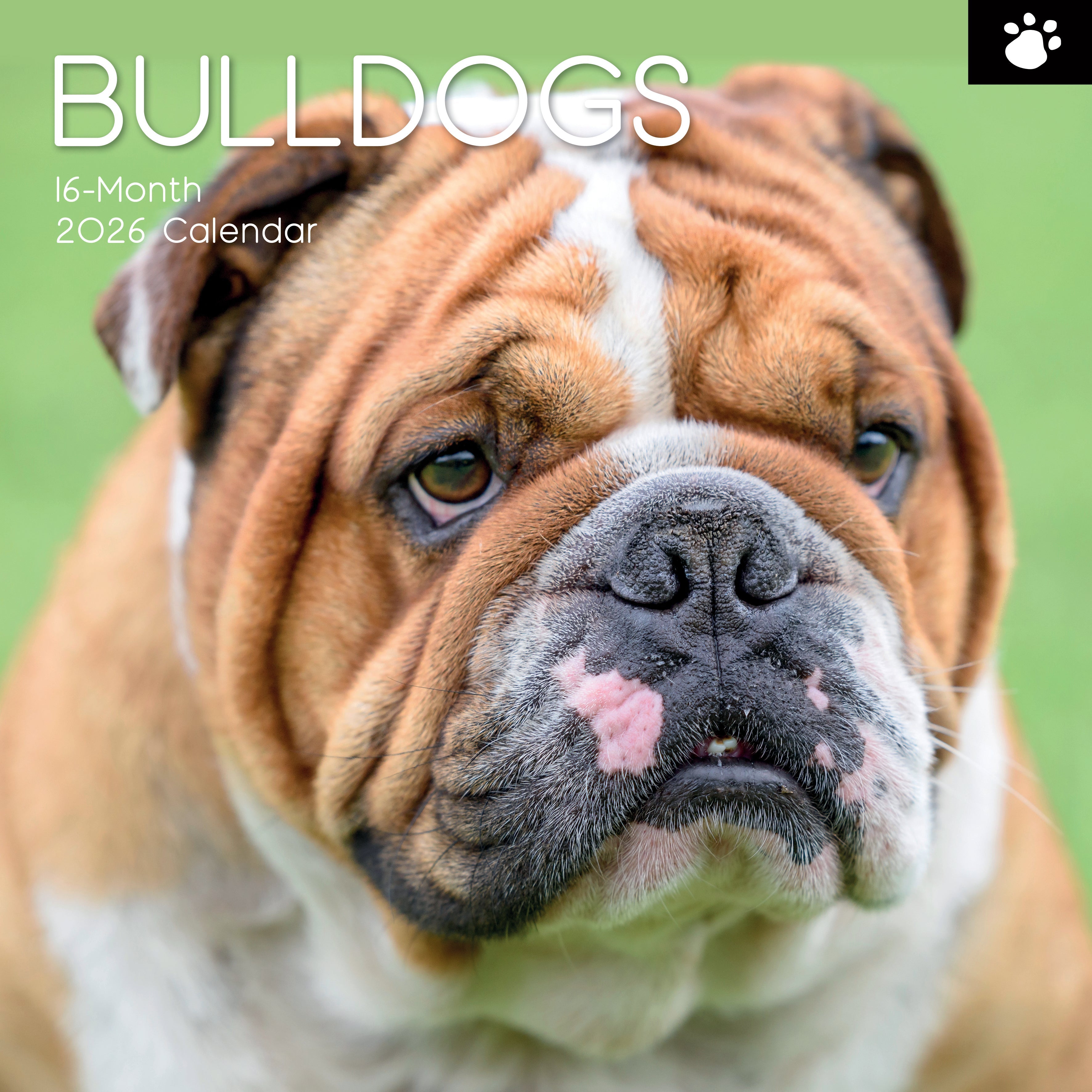 2026 Bulldogs - Square Wall Calendar
