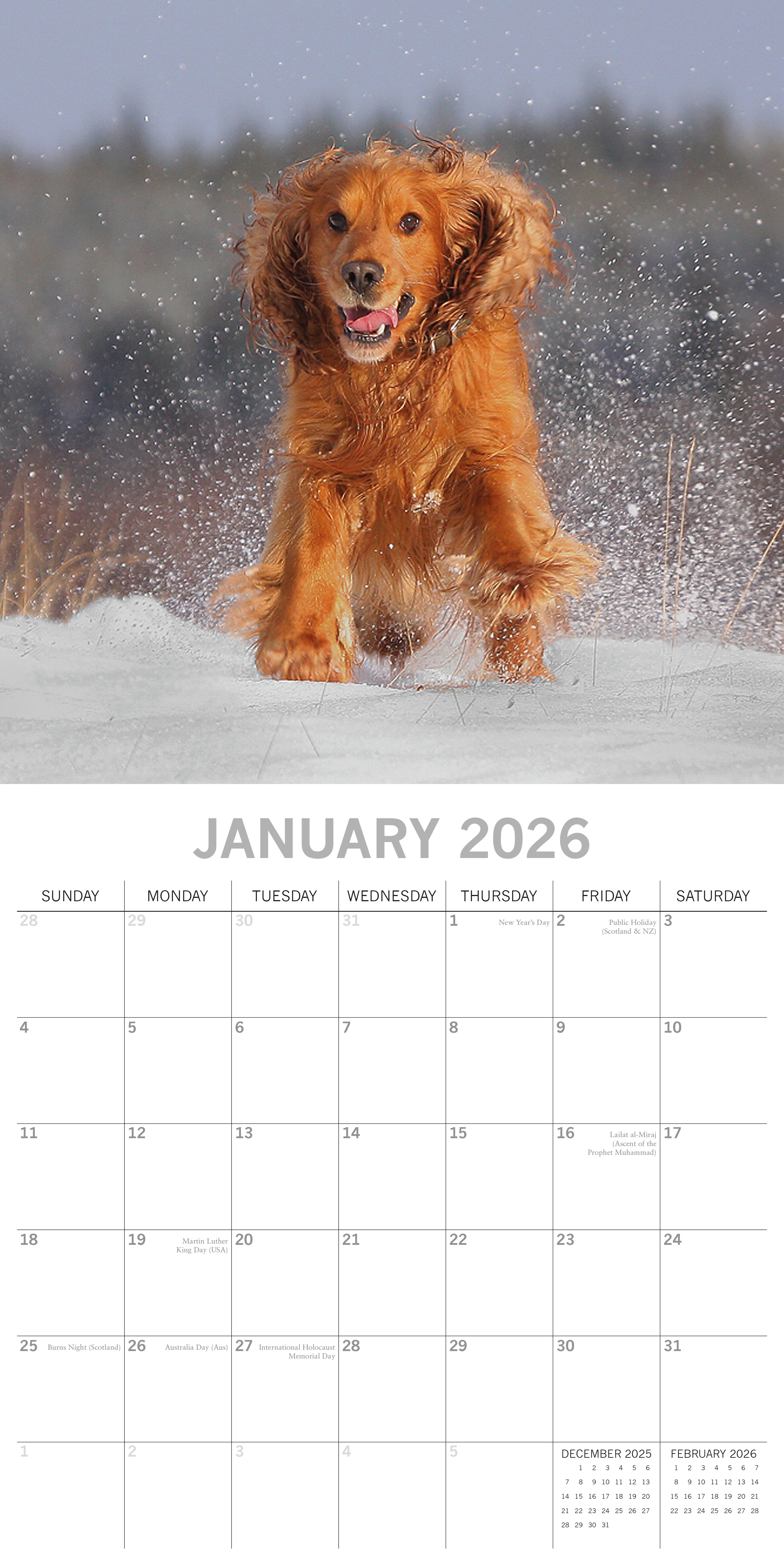 2026 Cocker Spaniels - Square Wall Calendar