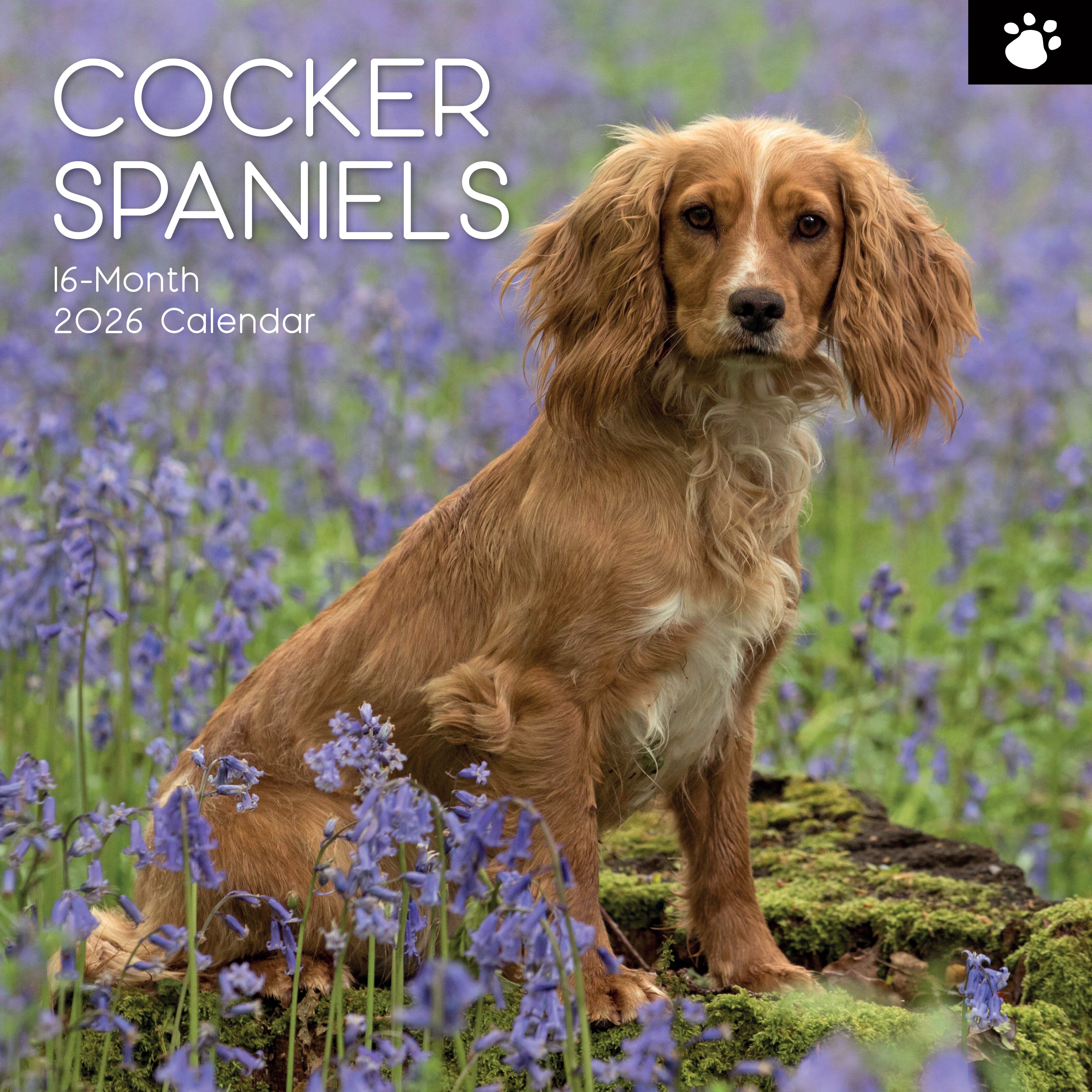 2026 Cocker Spaniels - Square Wall Calendar