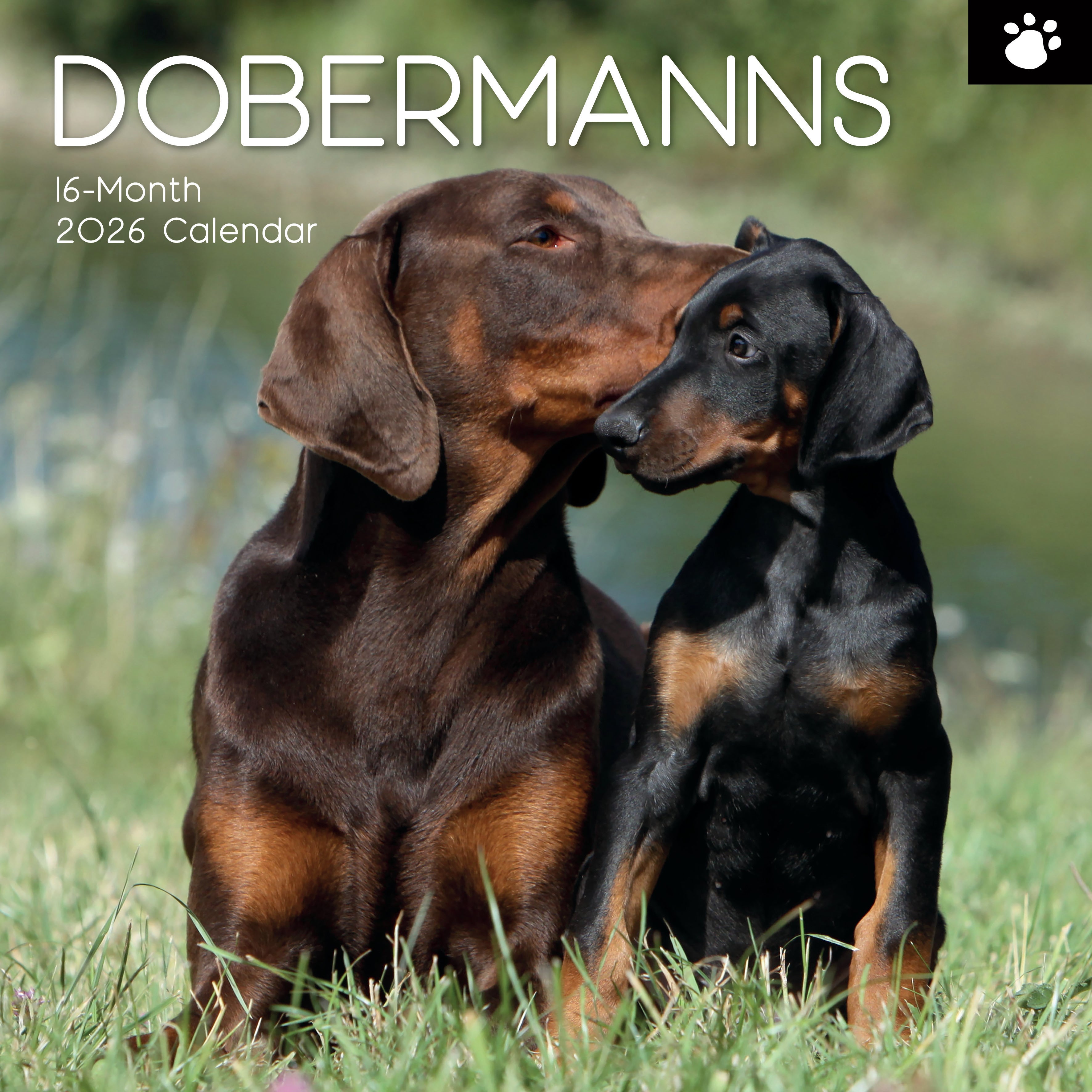 2026 Dobermans - Square Wall Calendar