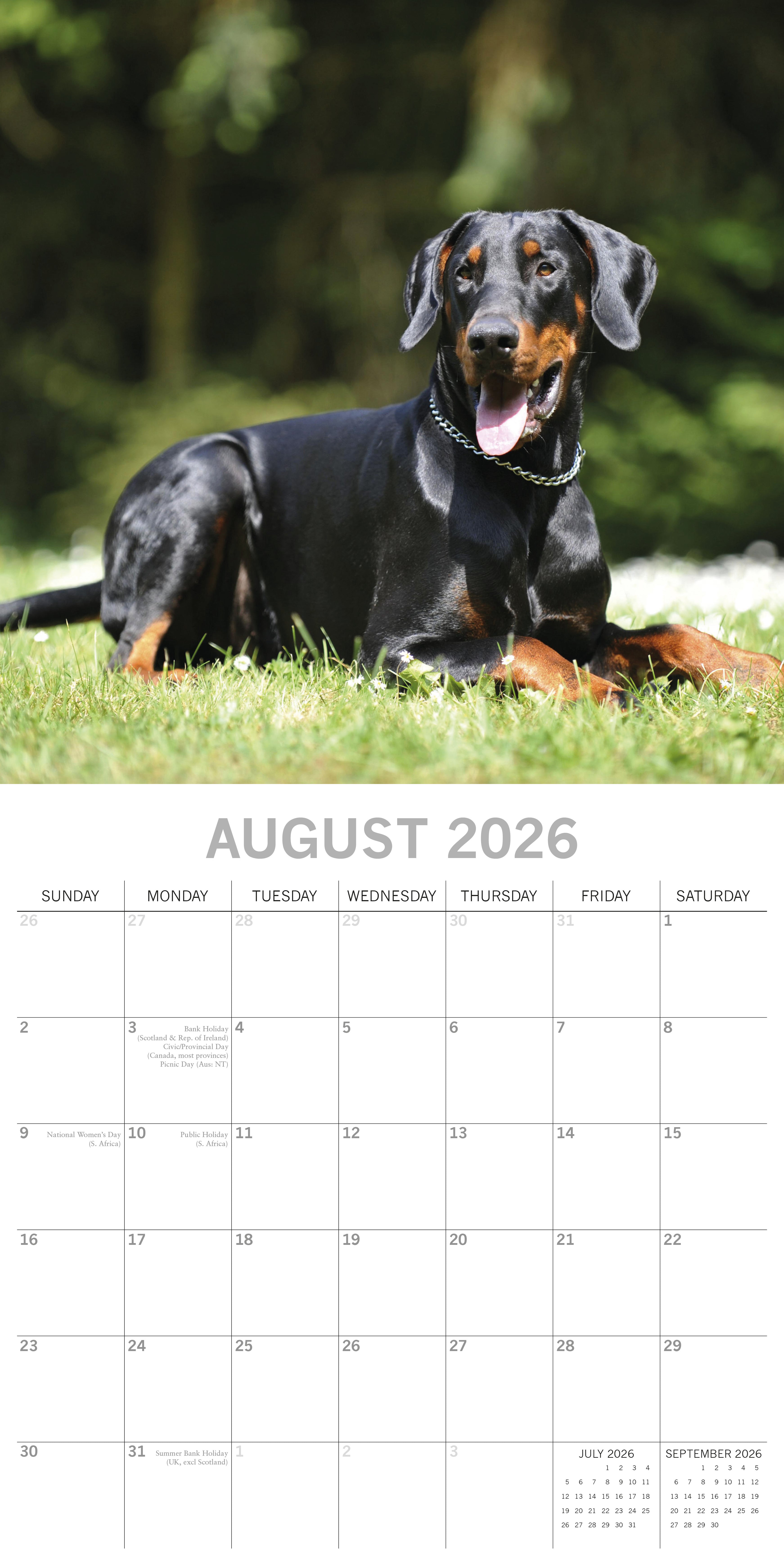 2026 Dobermans - Square Wall Calendar