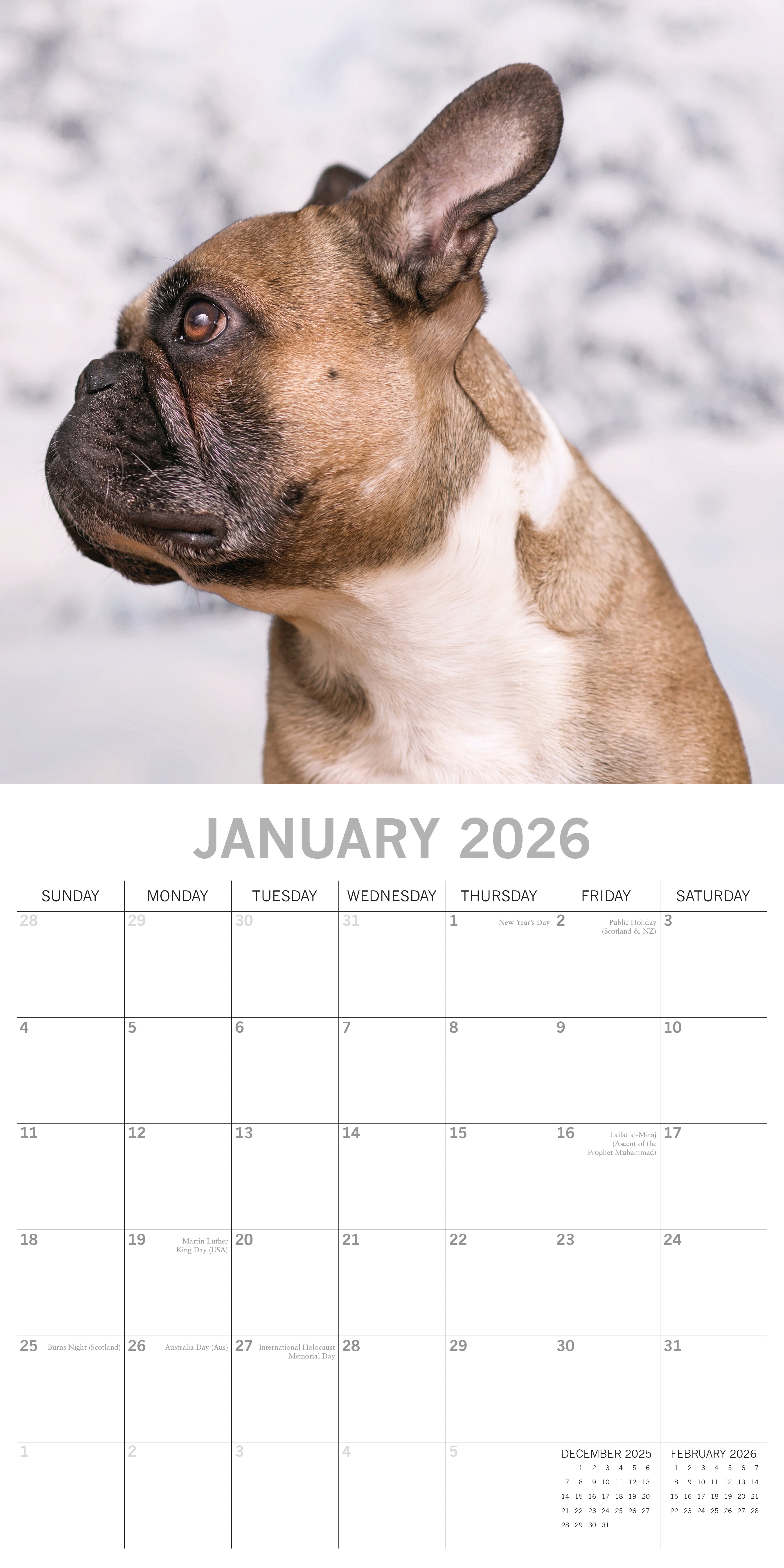 2026 French Bulldogs - Square Wall Calendar