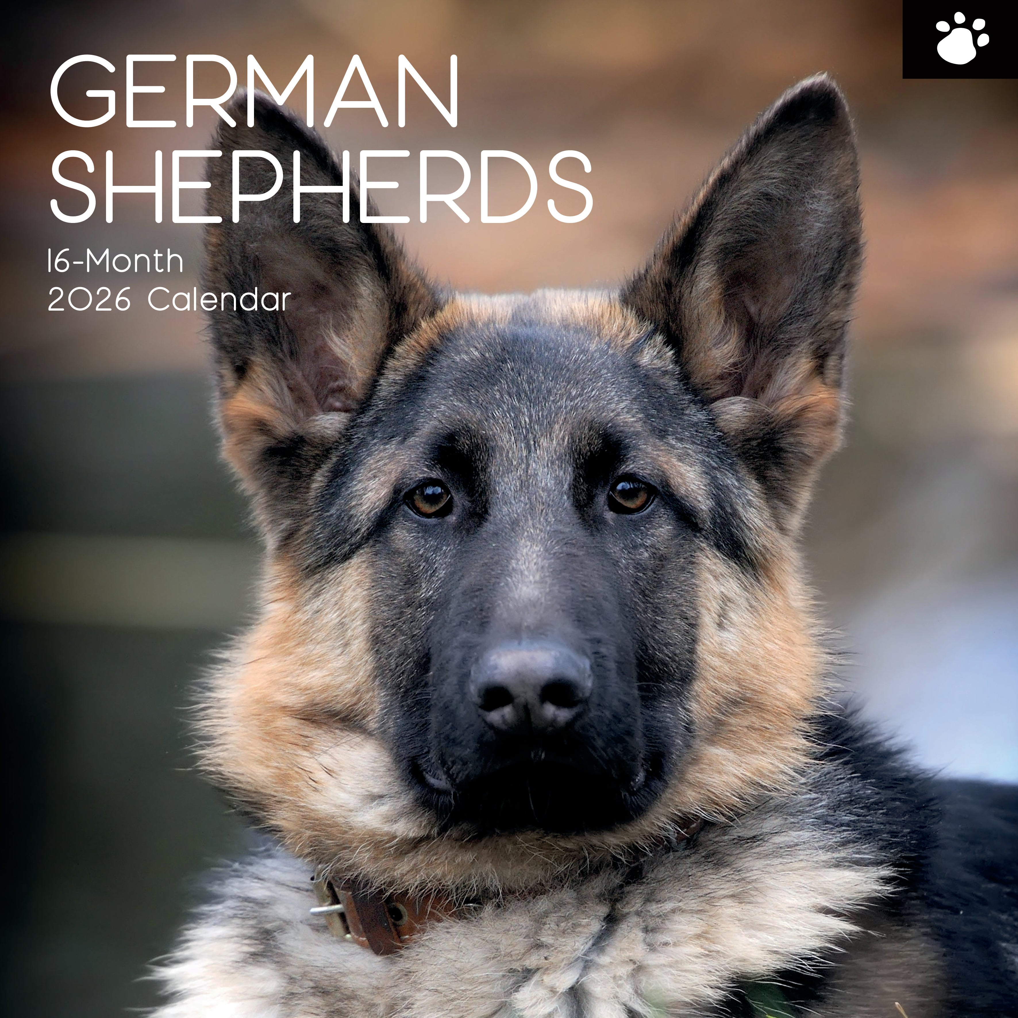 2026 German Shepherds - Square Wall Calendar