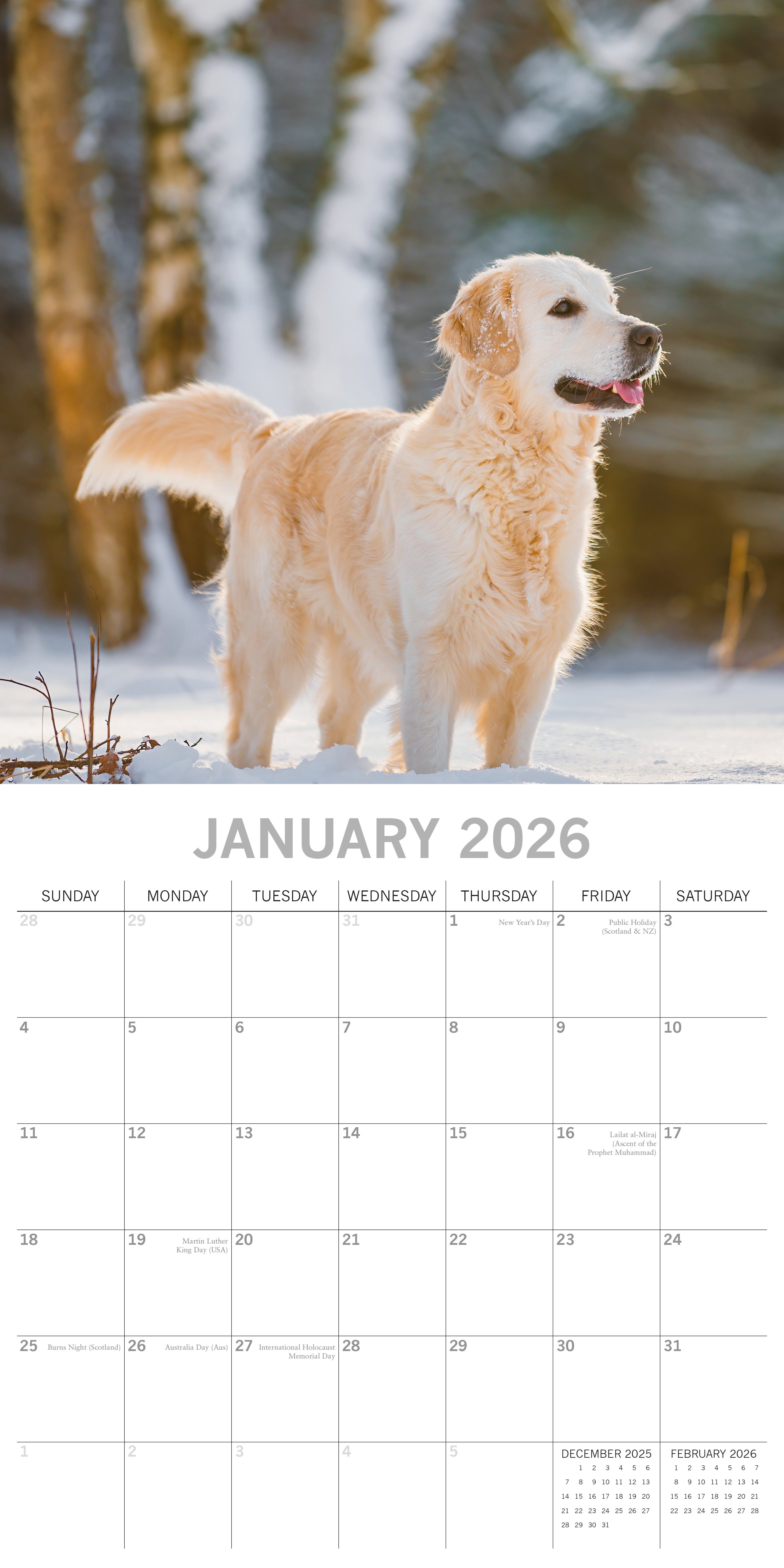 2026 Golden Retrievers - Square Wall Calendar