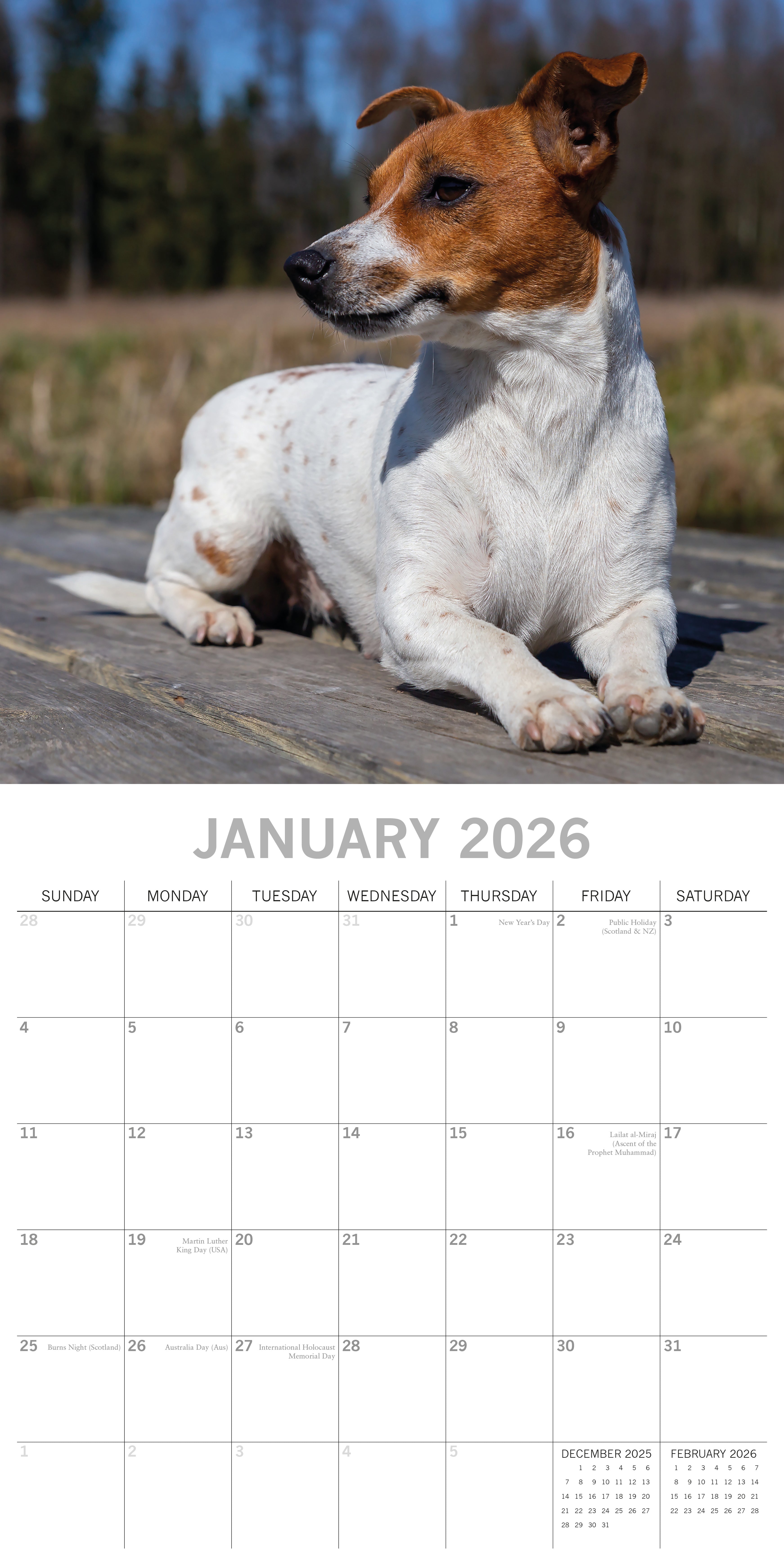 2026 Jack Russells - Square Wall Calendar