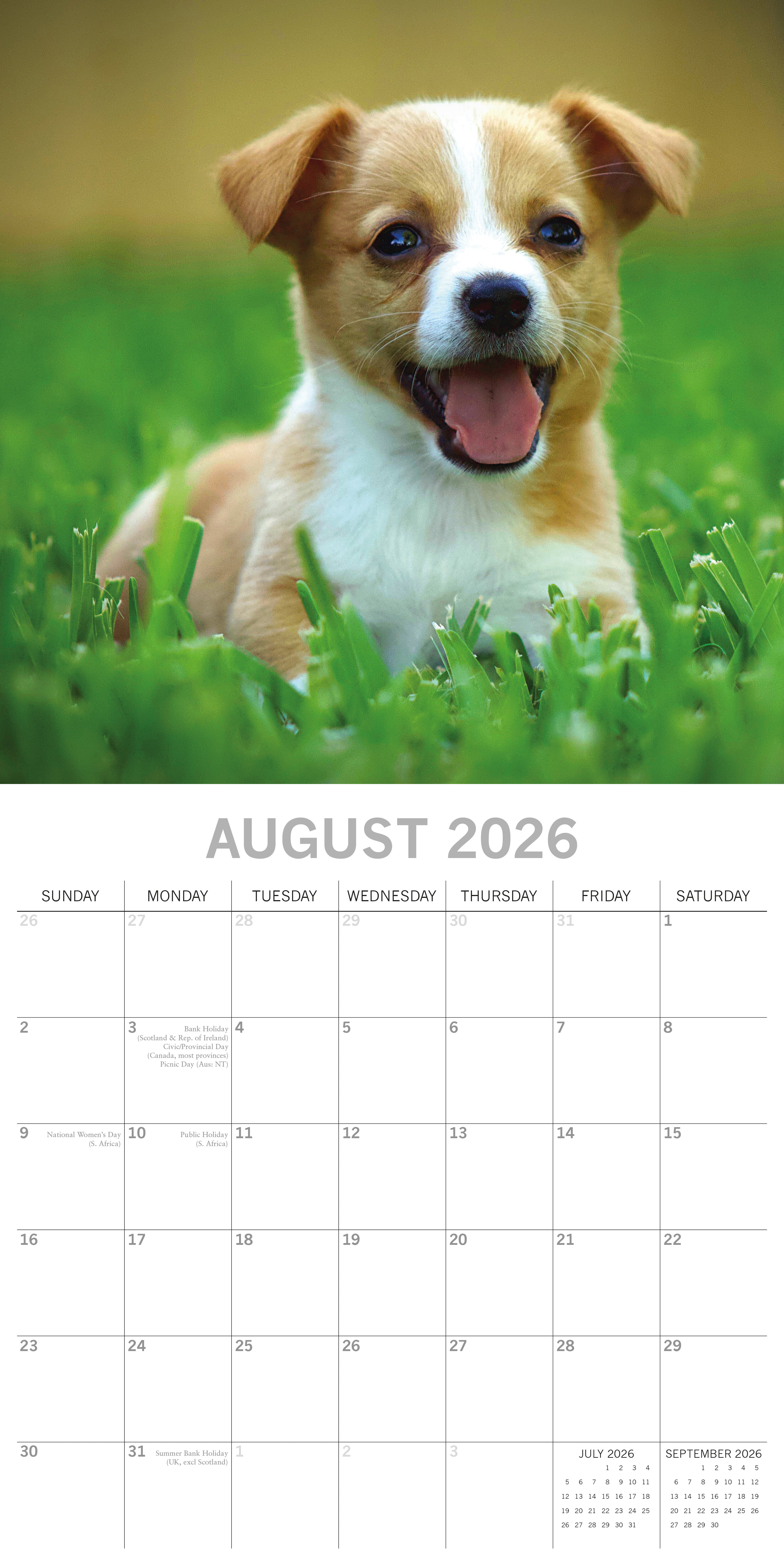 2026 Jack Russells - Square Wall Calendar