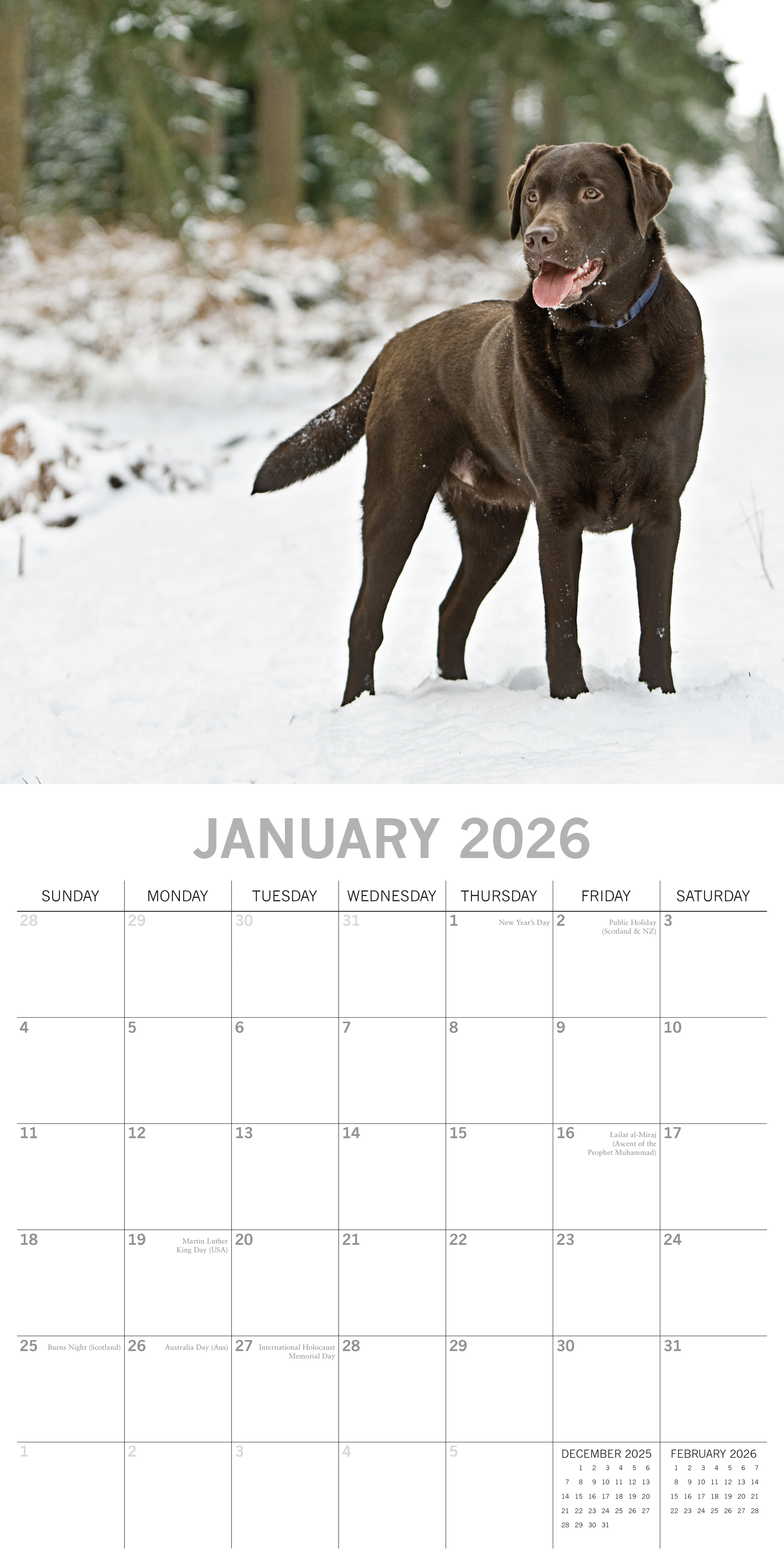 2026 Labradors - Square Wall Calendar