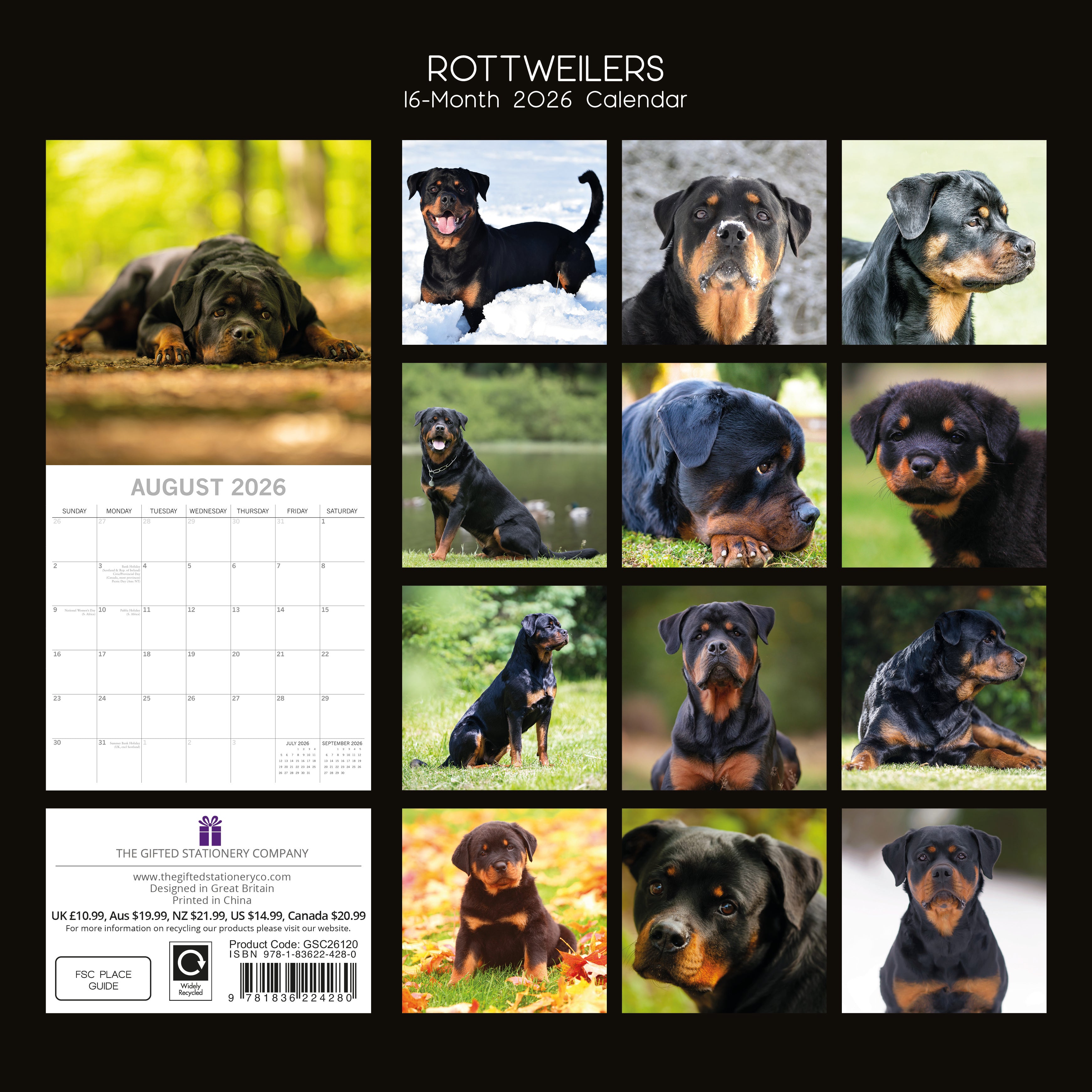 2026 Rottweilers - Square Wall Calendar