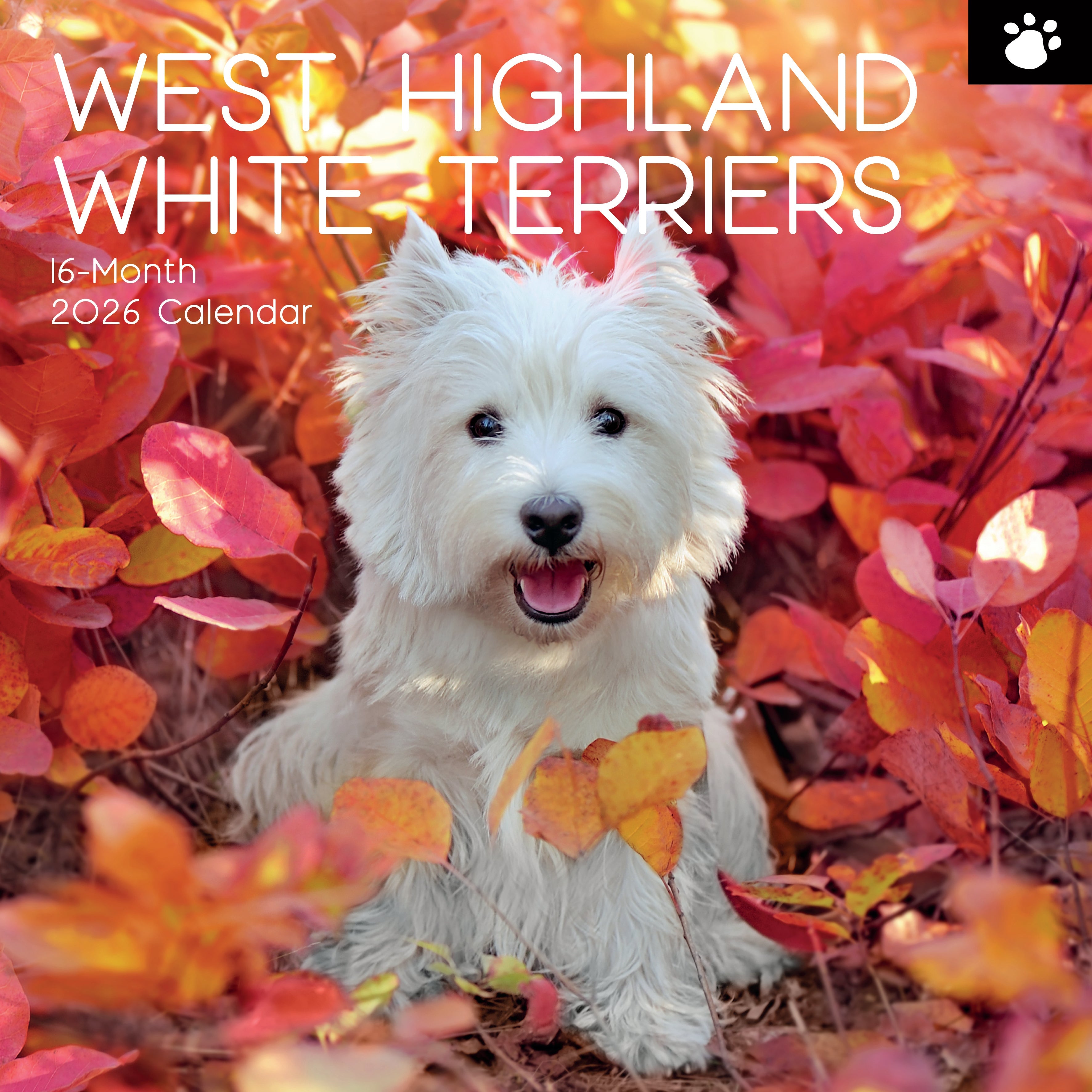 2026 West Highland White Terriers - Square Wall Calendar