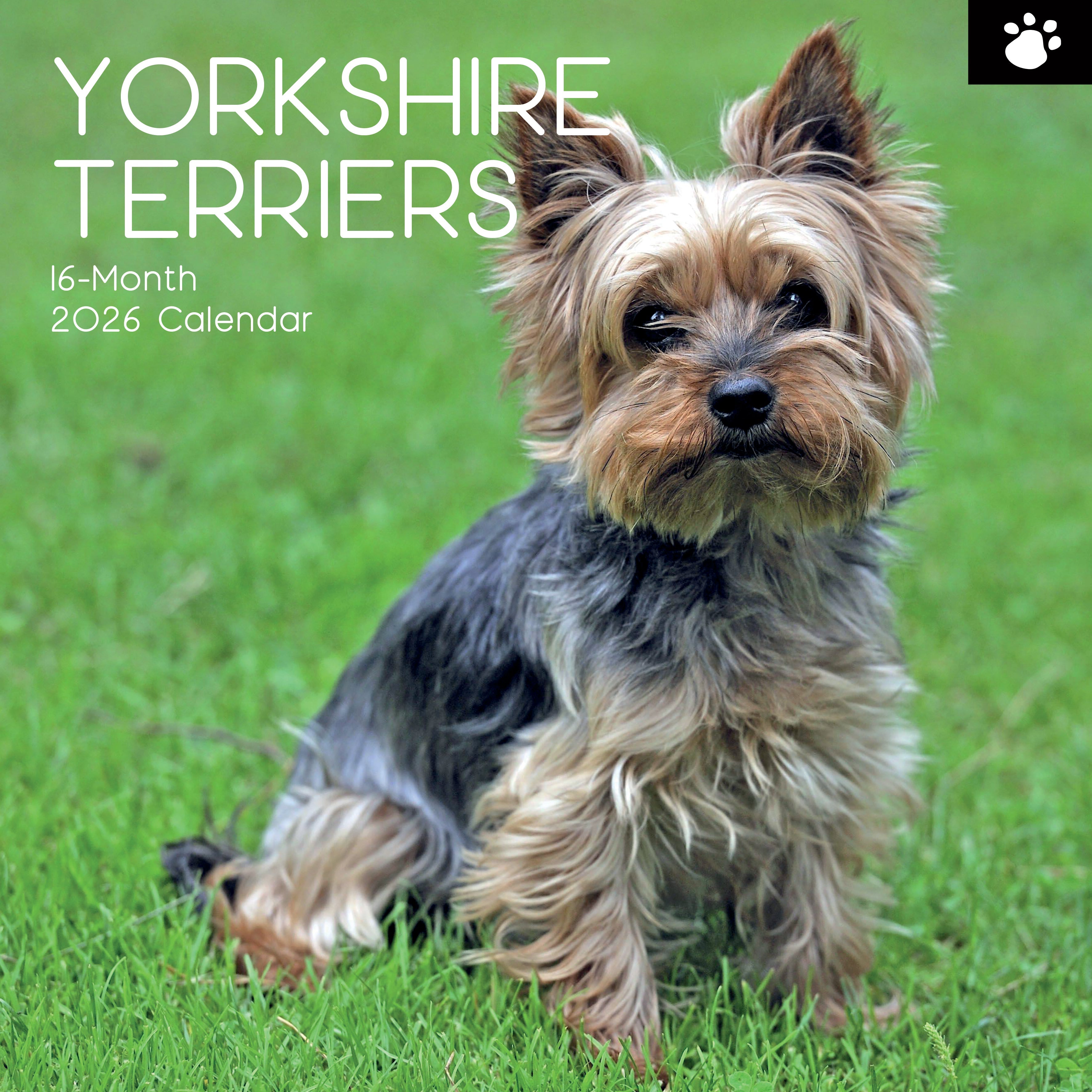 2026 Yorkshire Terriers - Square Wall Calendar