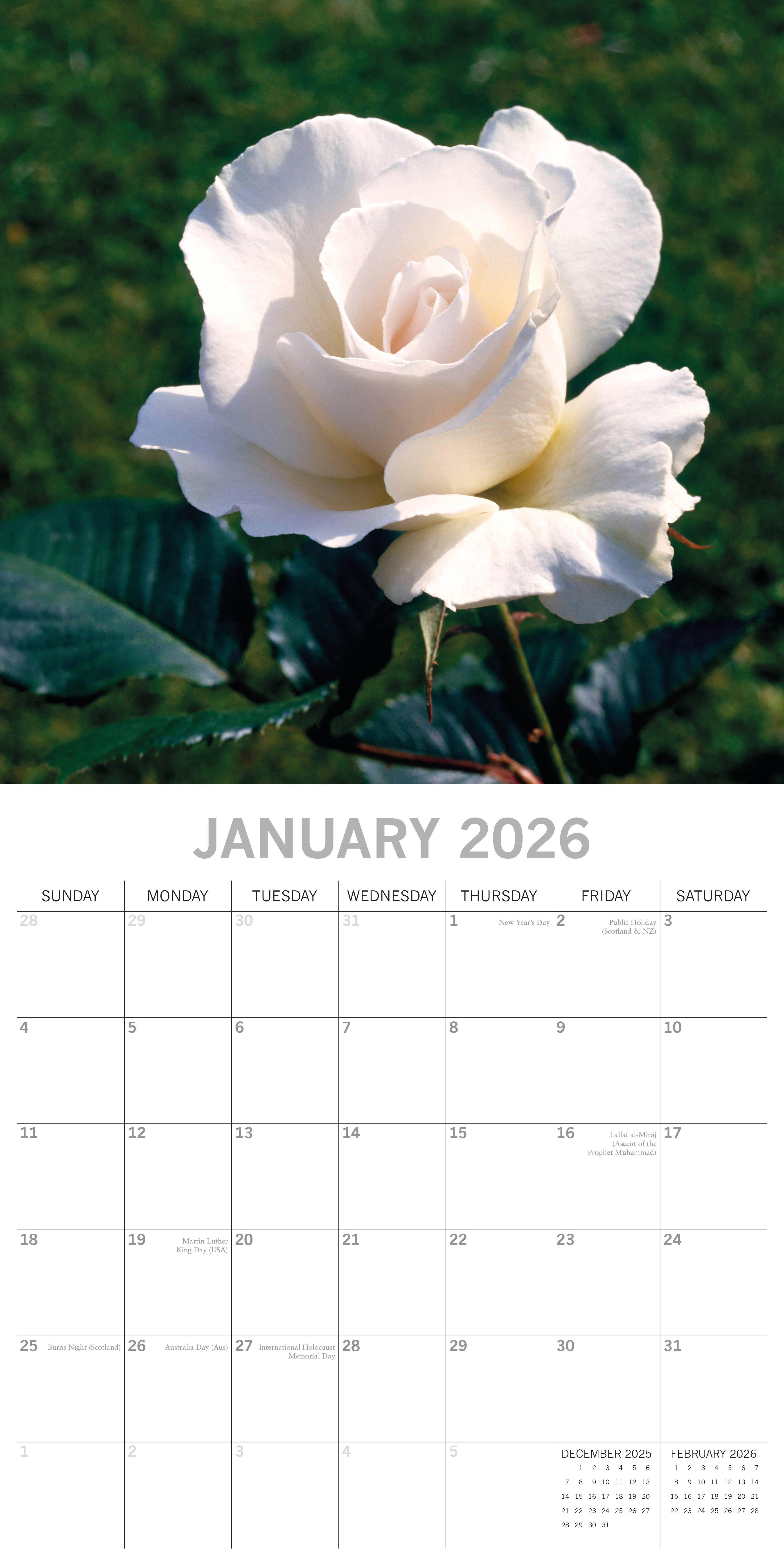 2026 Roses - Square Wall Calendar