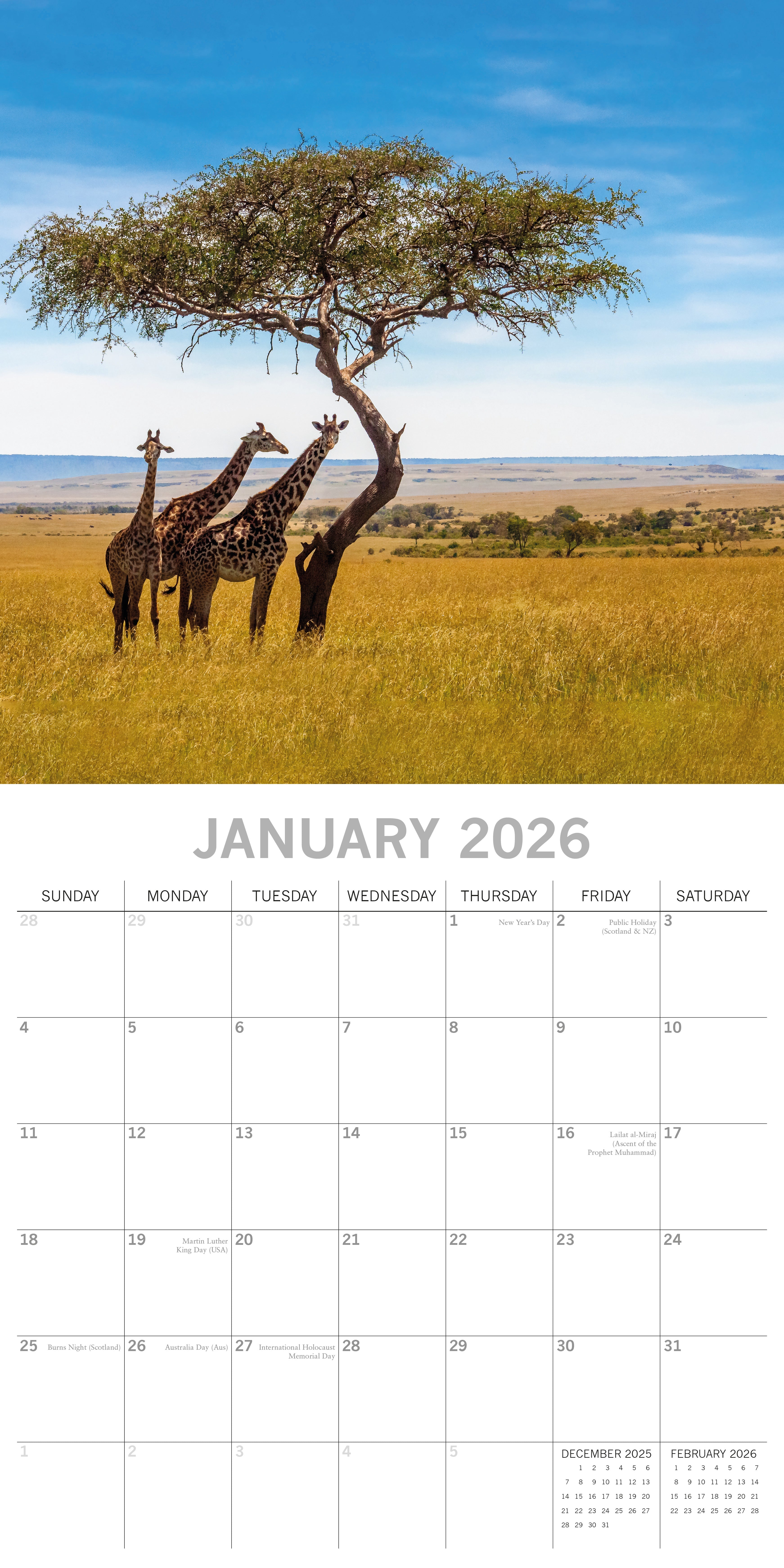2026 Safari - Square Wall Calendar