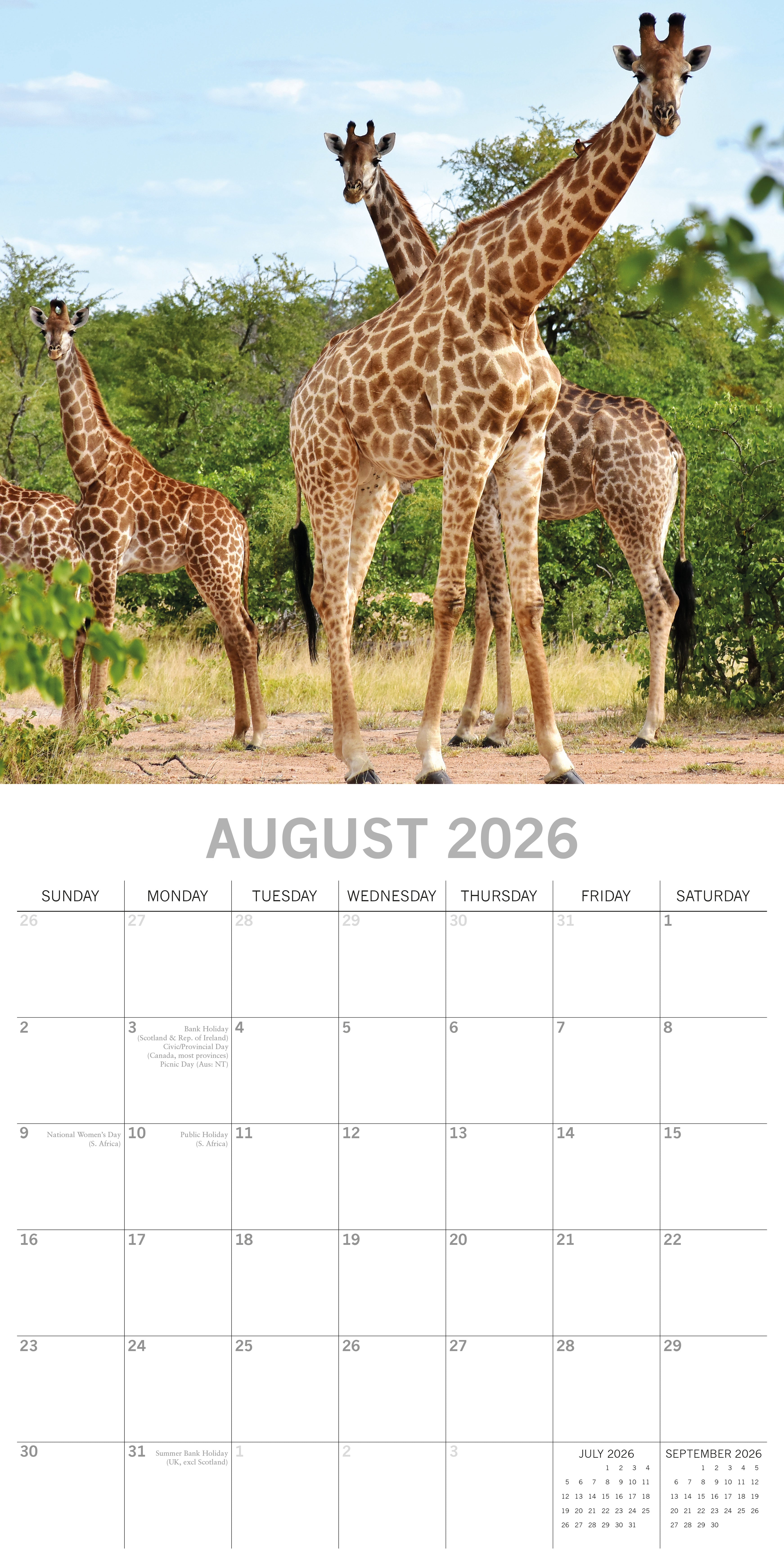 2026 Safari - Square Wall Calendar