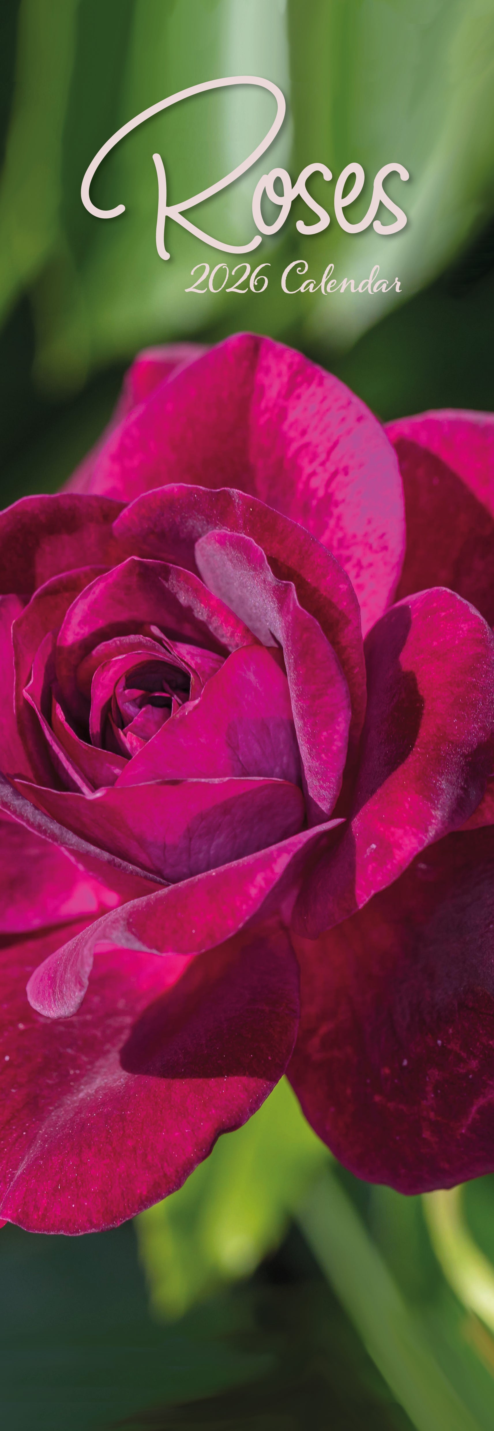 2026 Roses - Slim Wall Calendar