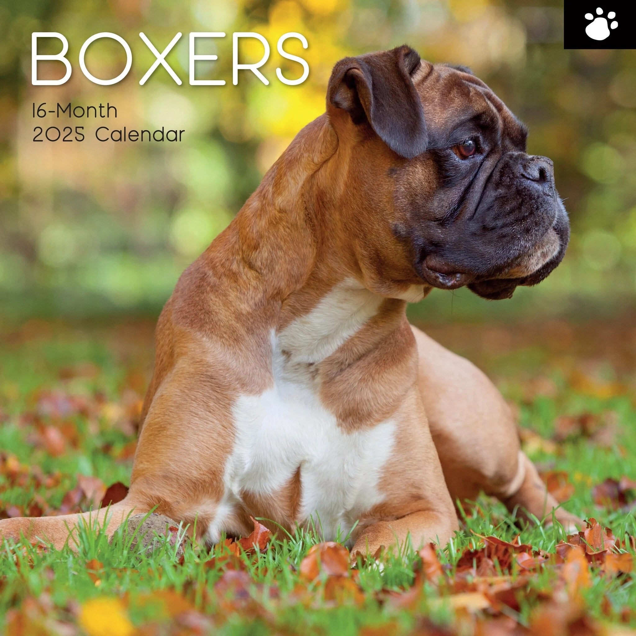 2025 Boxers Square Wall Calendar