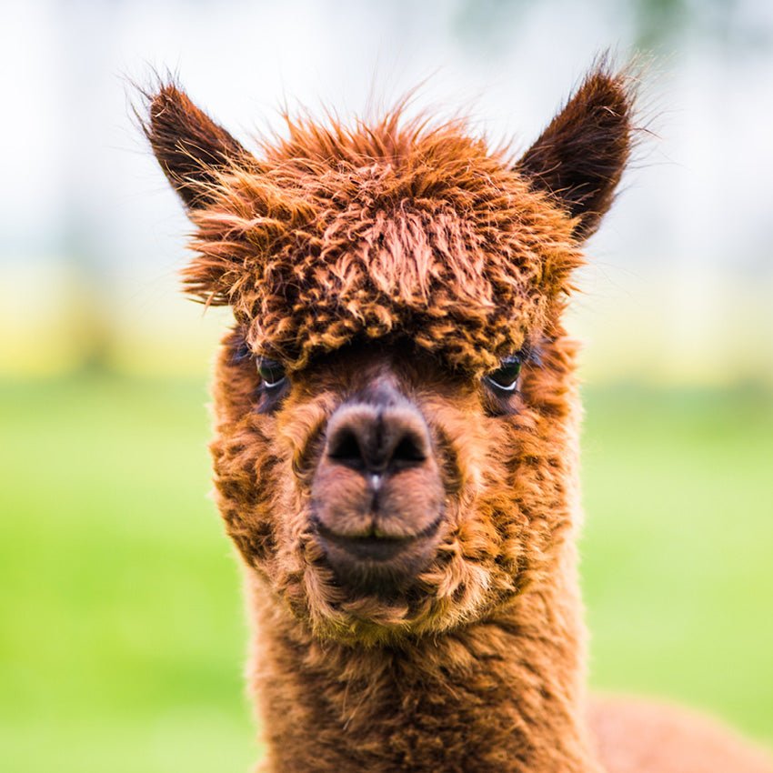 2027 Alpacas - Square Wall Calendar