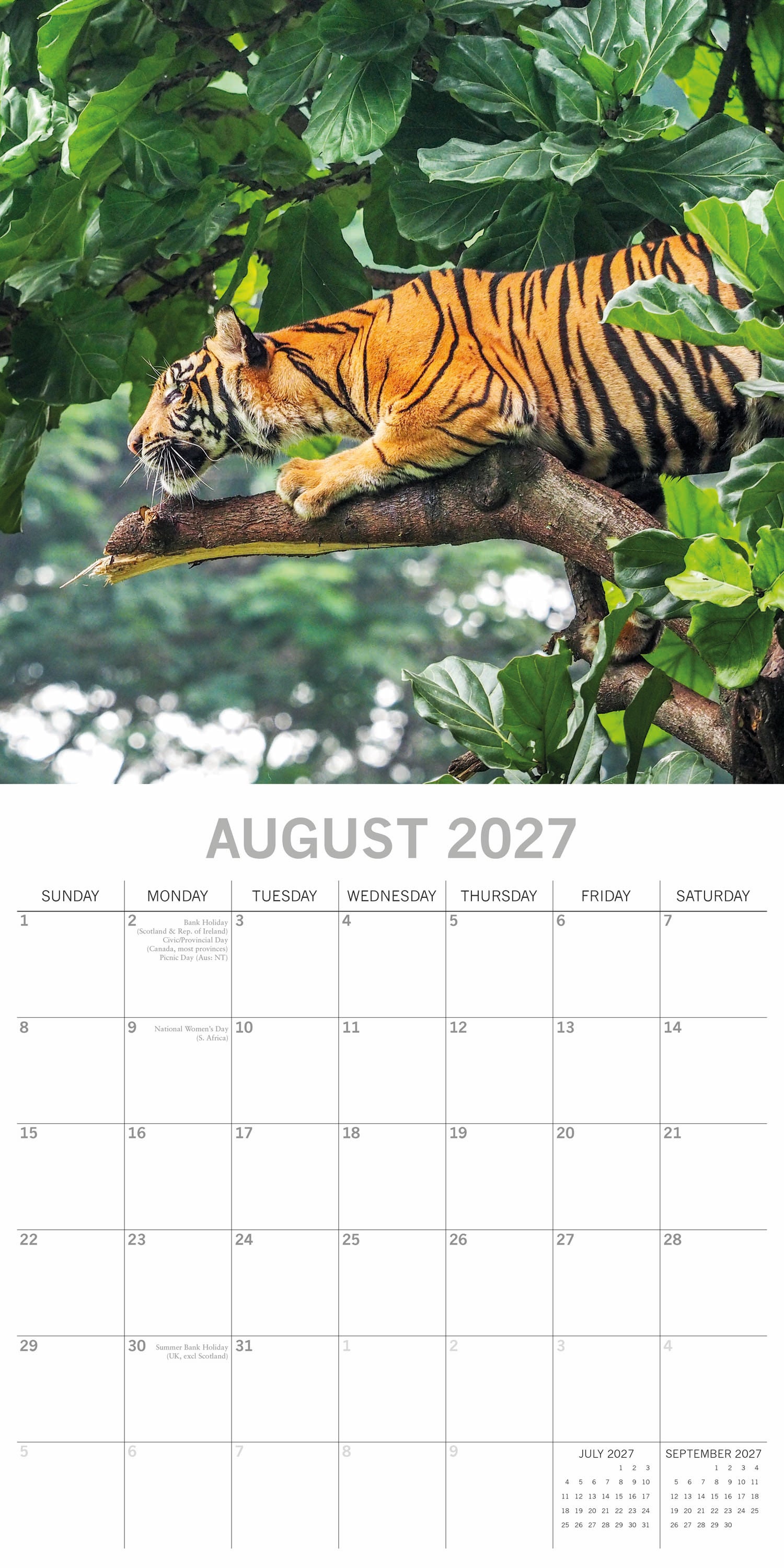 Animals_Big_Cats_2027_Aug.jpg