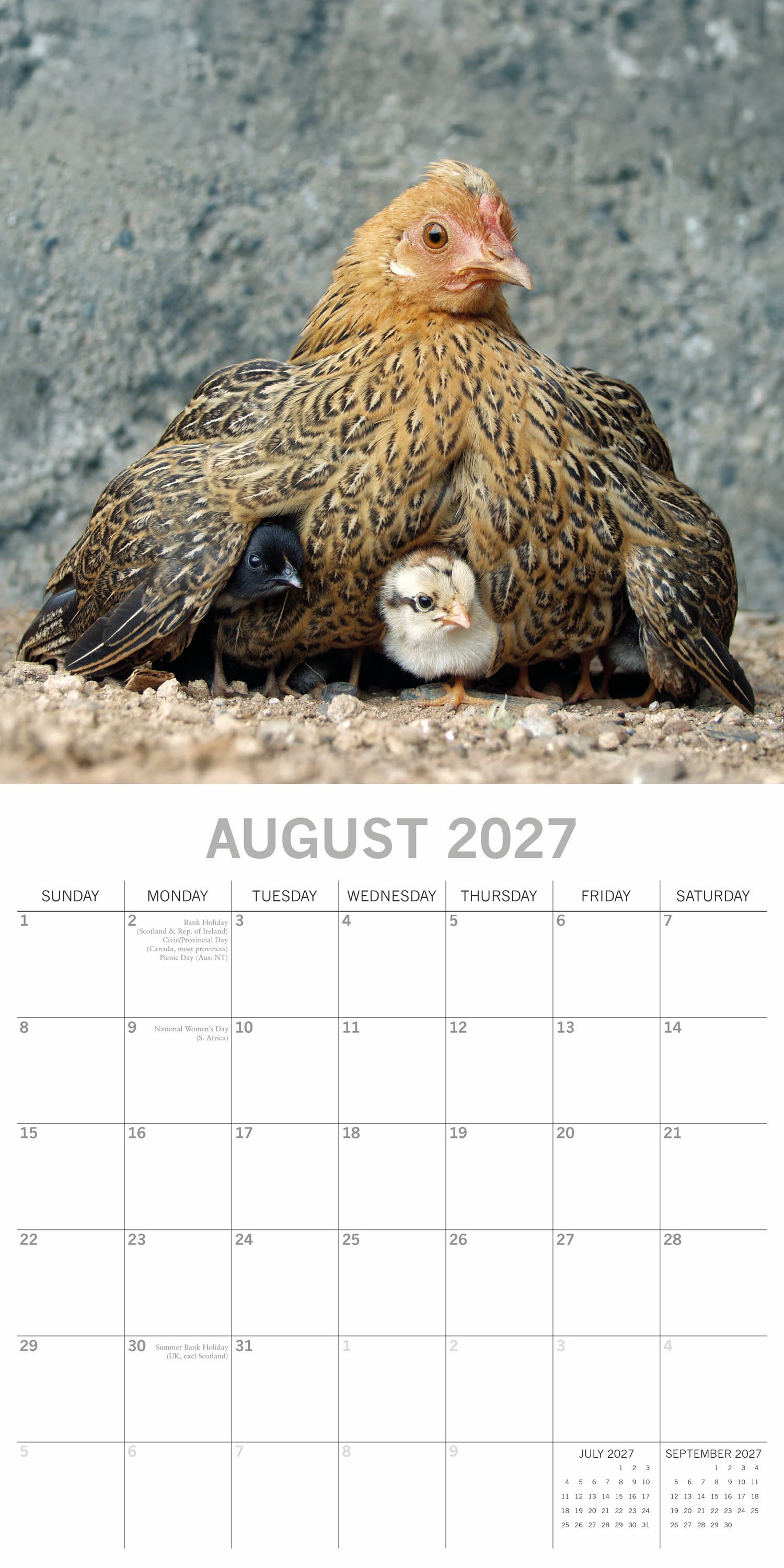 Animals_Chickens_2027_Aug.jpg