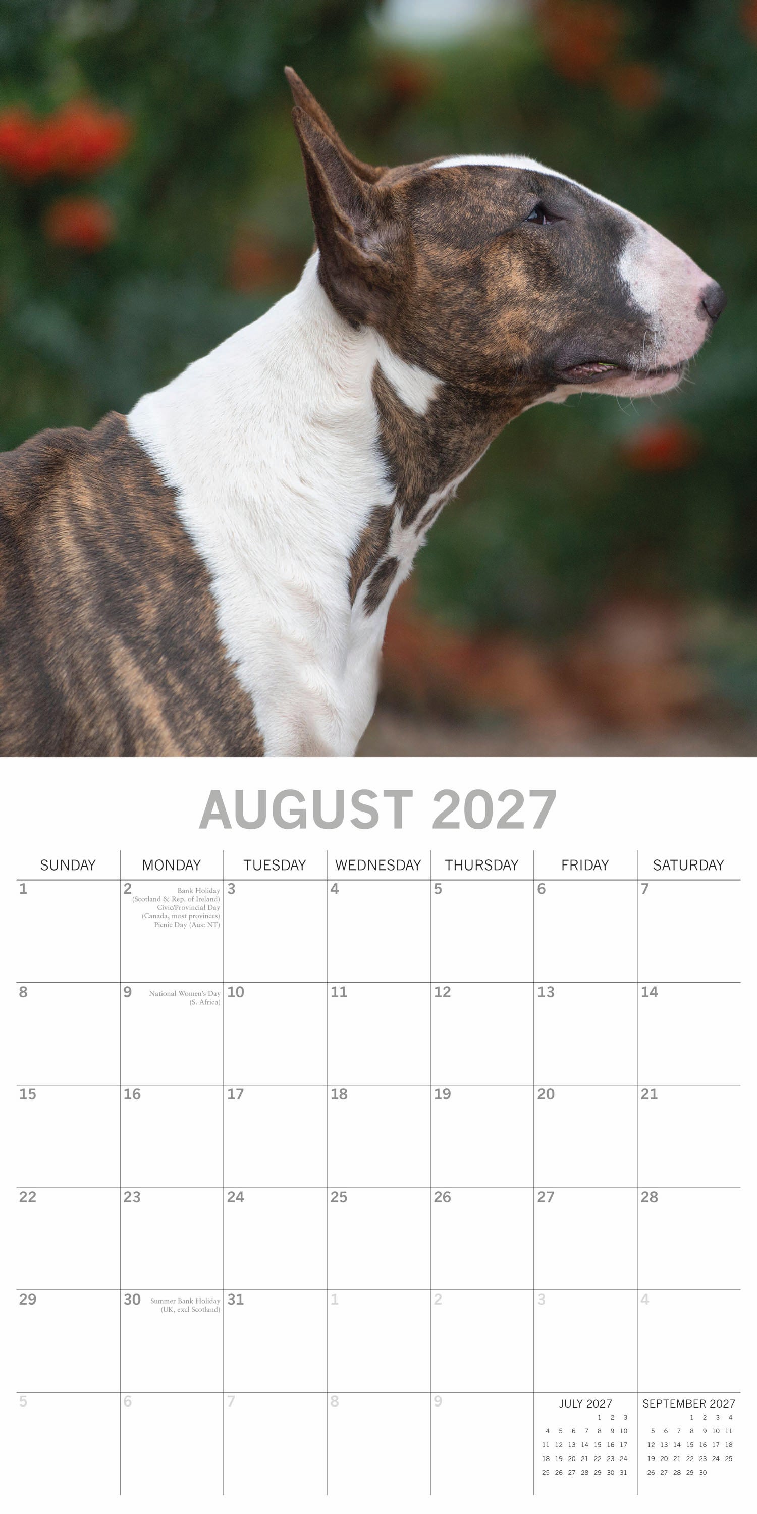 Animals_Dogs_Bull_Terriers_2027_Aug.jpg