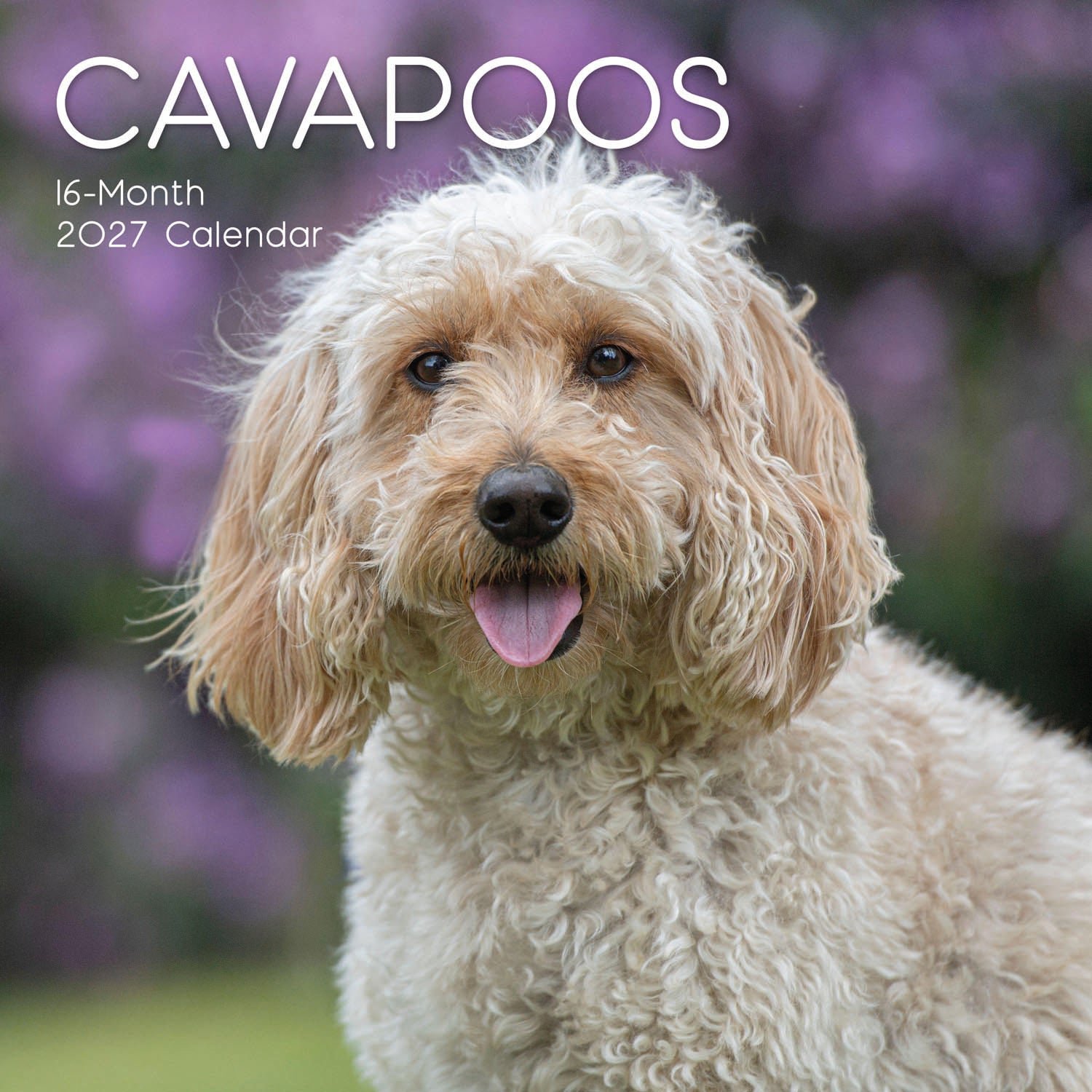 Animals_Dogs_Cavapoos_2027_Cover.jpg