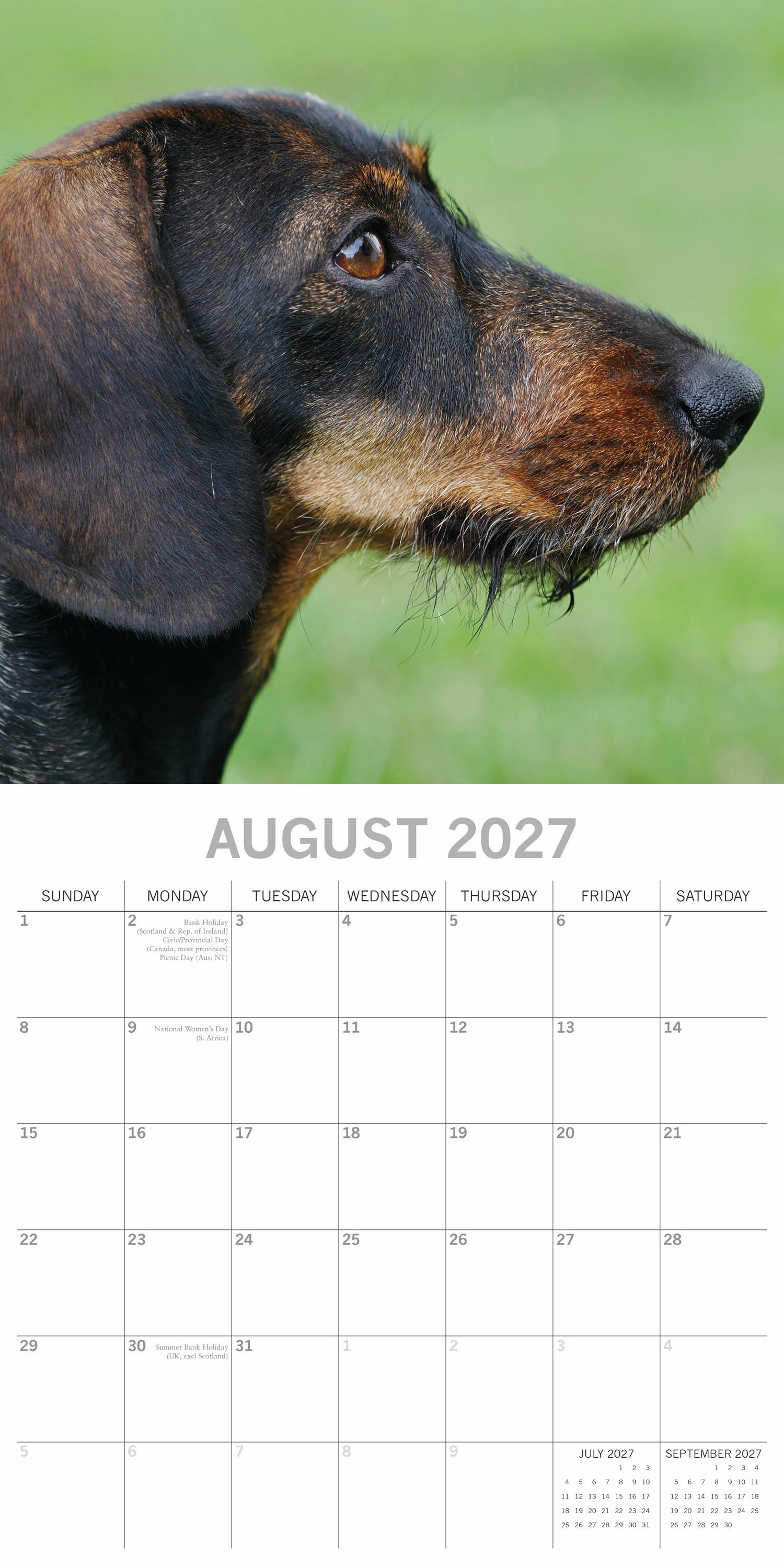 Animals_Dogs_Dachshunds_2027_Aug.jpg