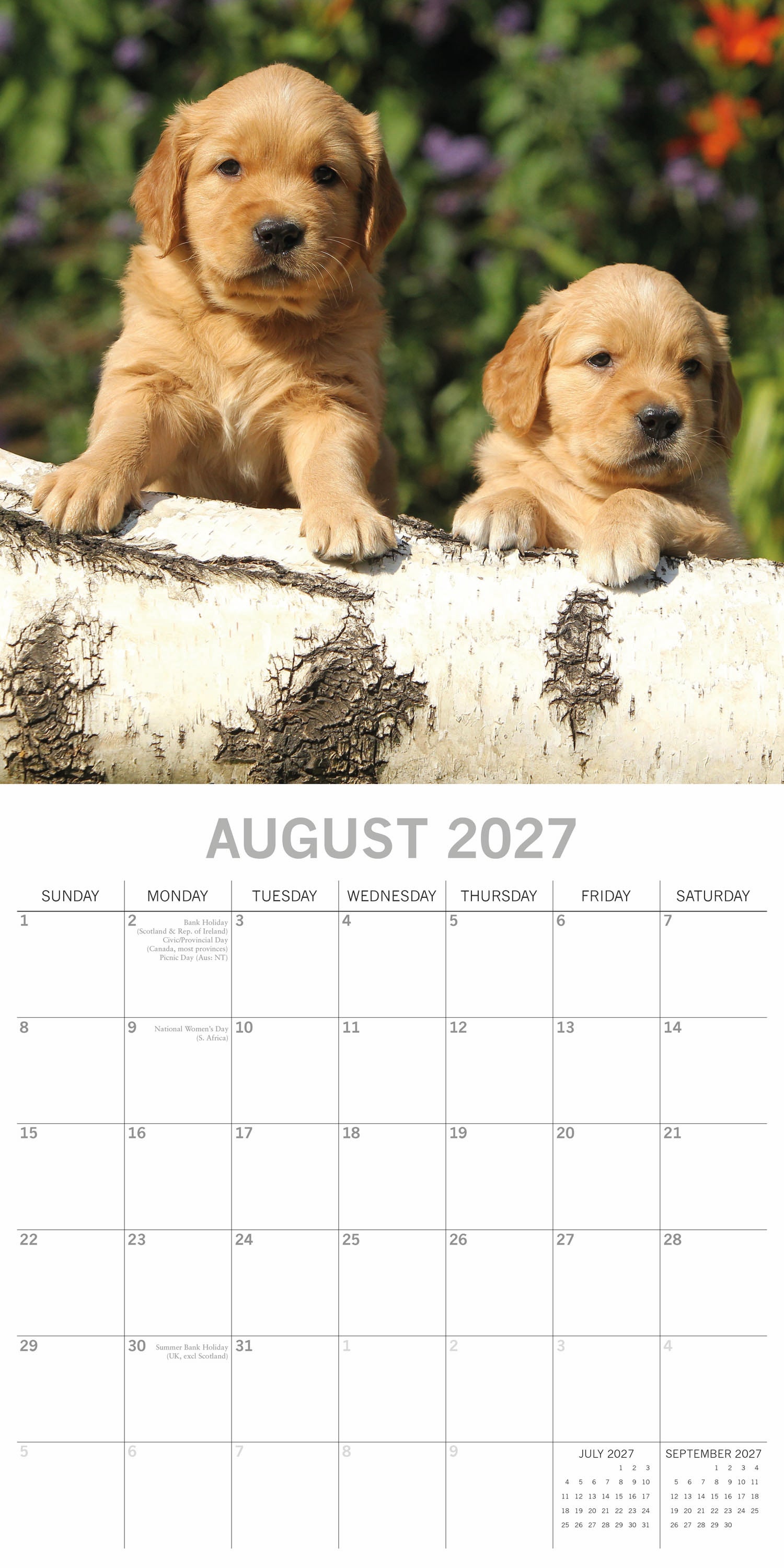 Animals_Dogs_Golden_Retriever_Puppies_2027_Aug.jpg