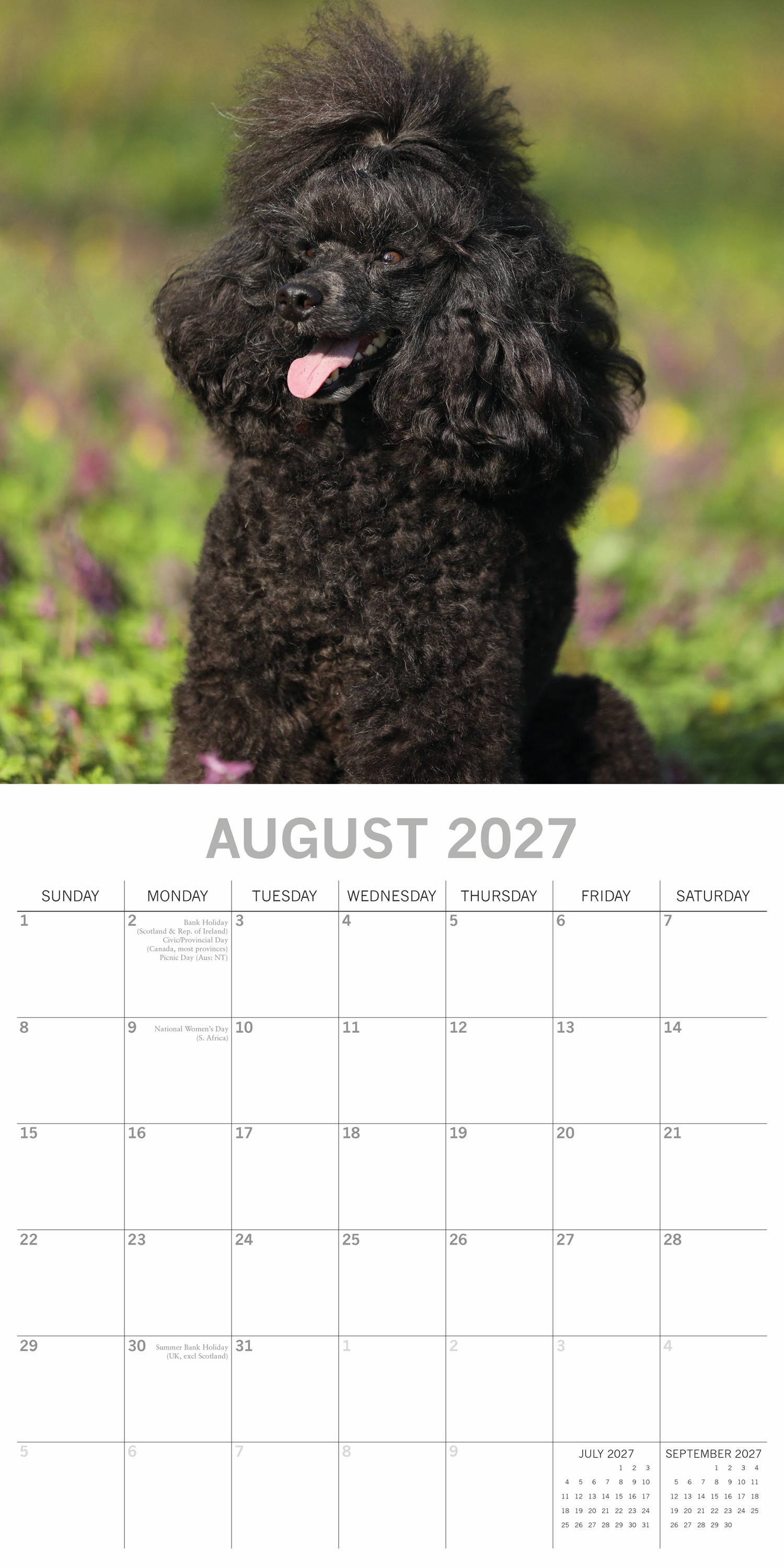 Animals_Dogs_Poodles-Toy_and_Miniature_2027_Aug.jpg
