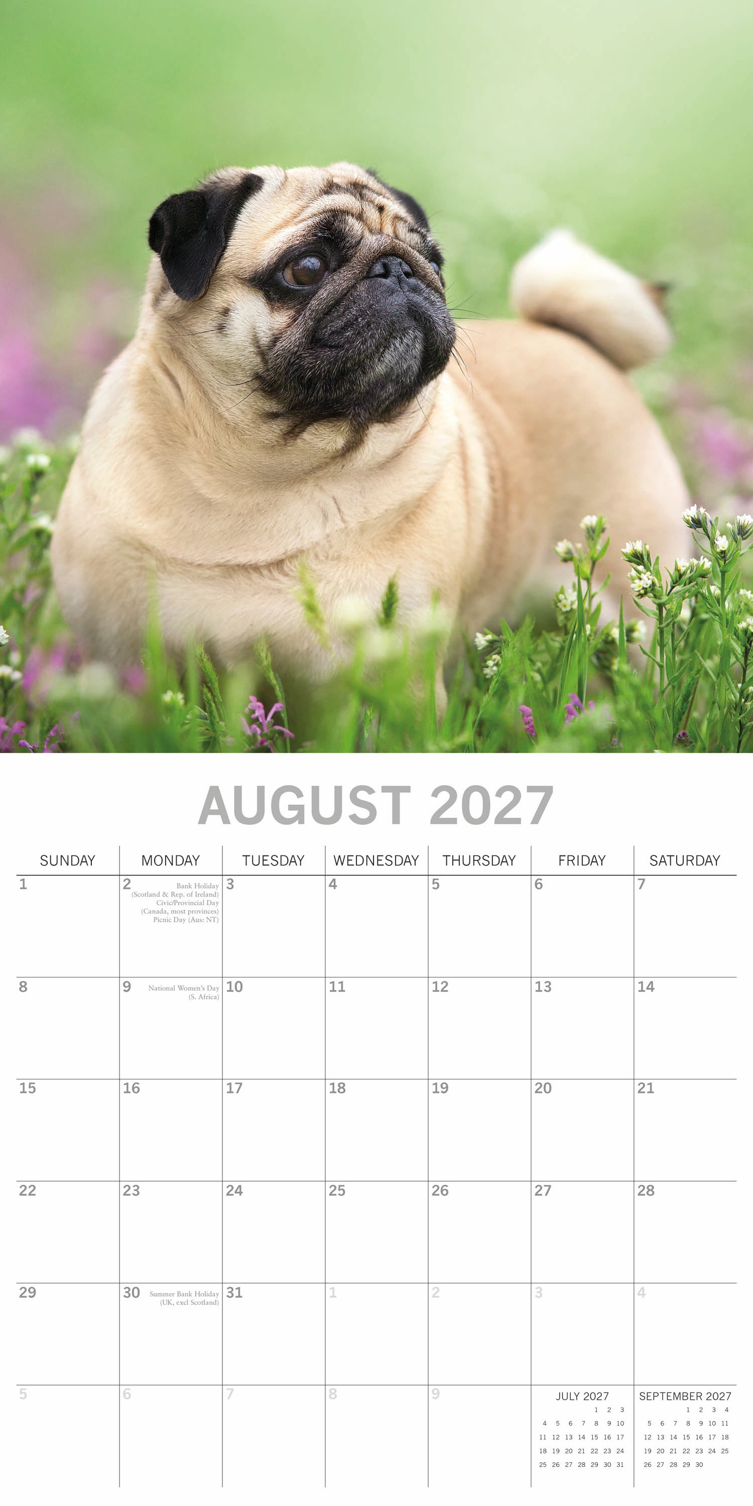 Animals_Dogs_Pugs_2027_Aug.jpg