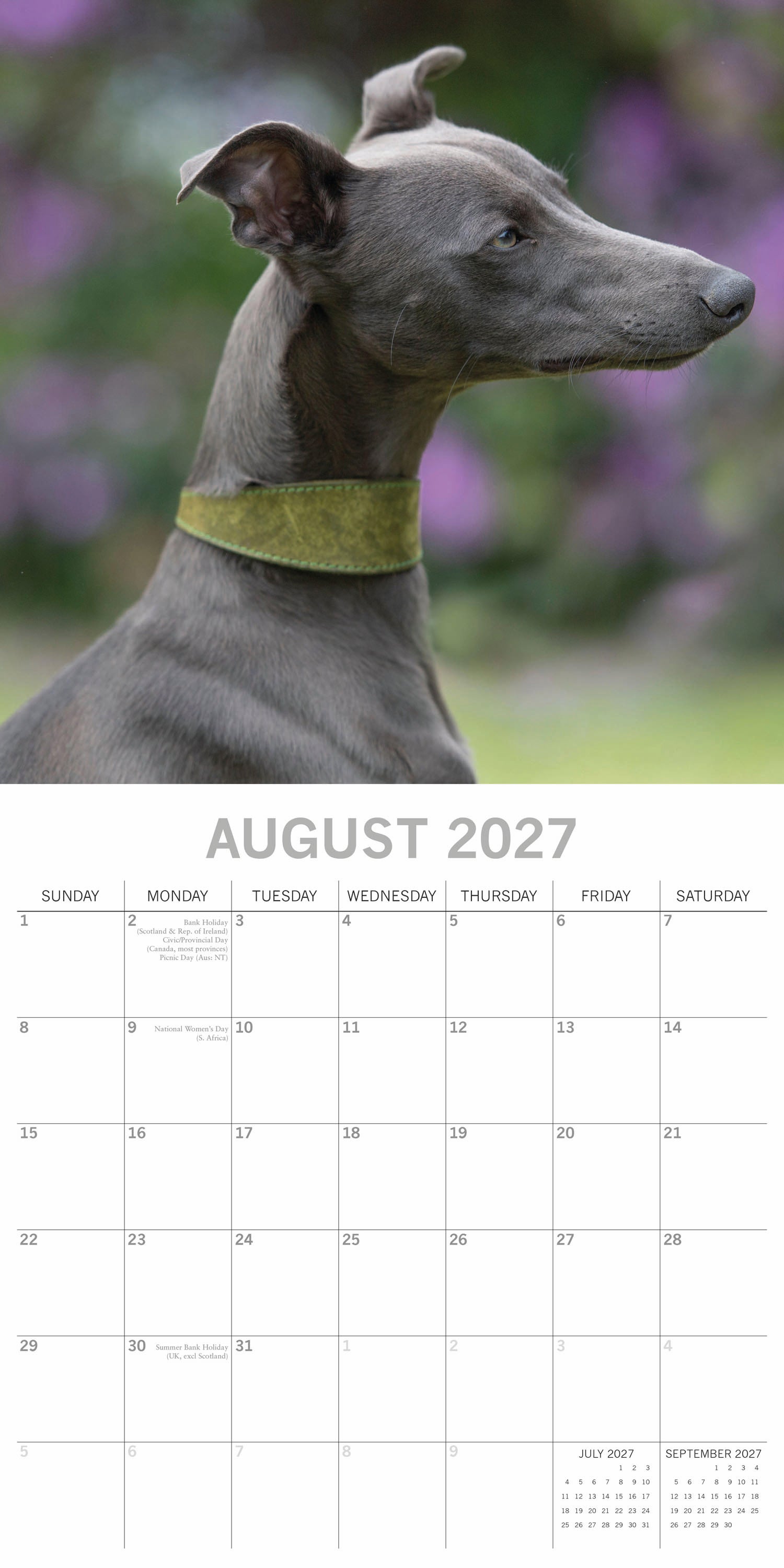 Animals_Dogs_Whippets_2027_Aug.jpg