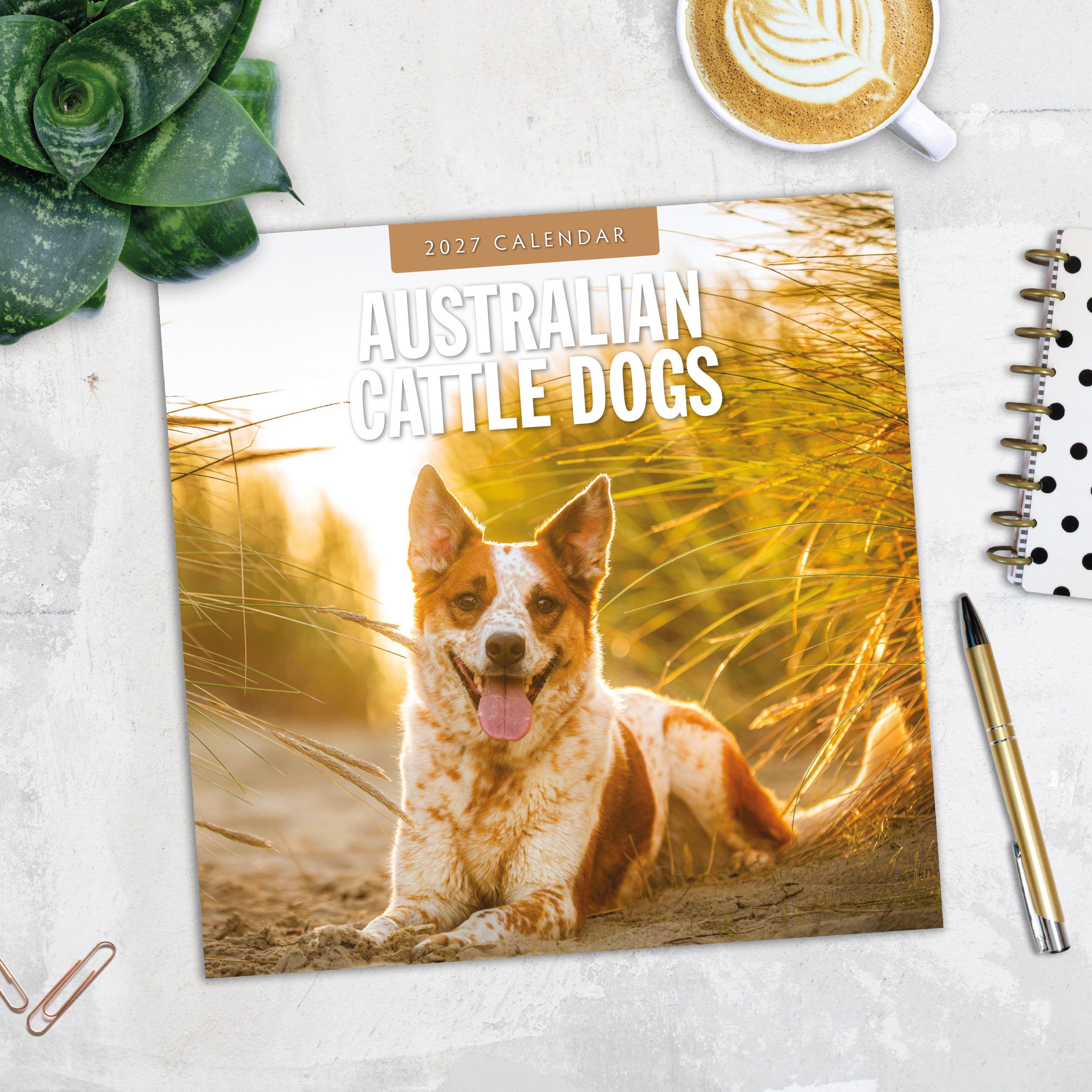 2027 Australian Cattle Dogs - Square Wall Calendar