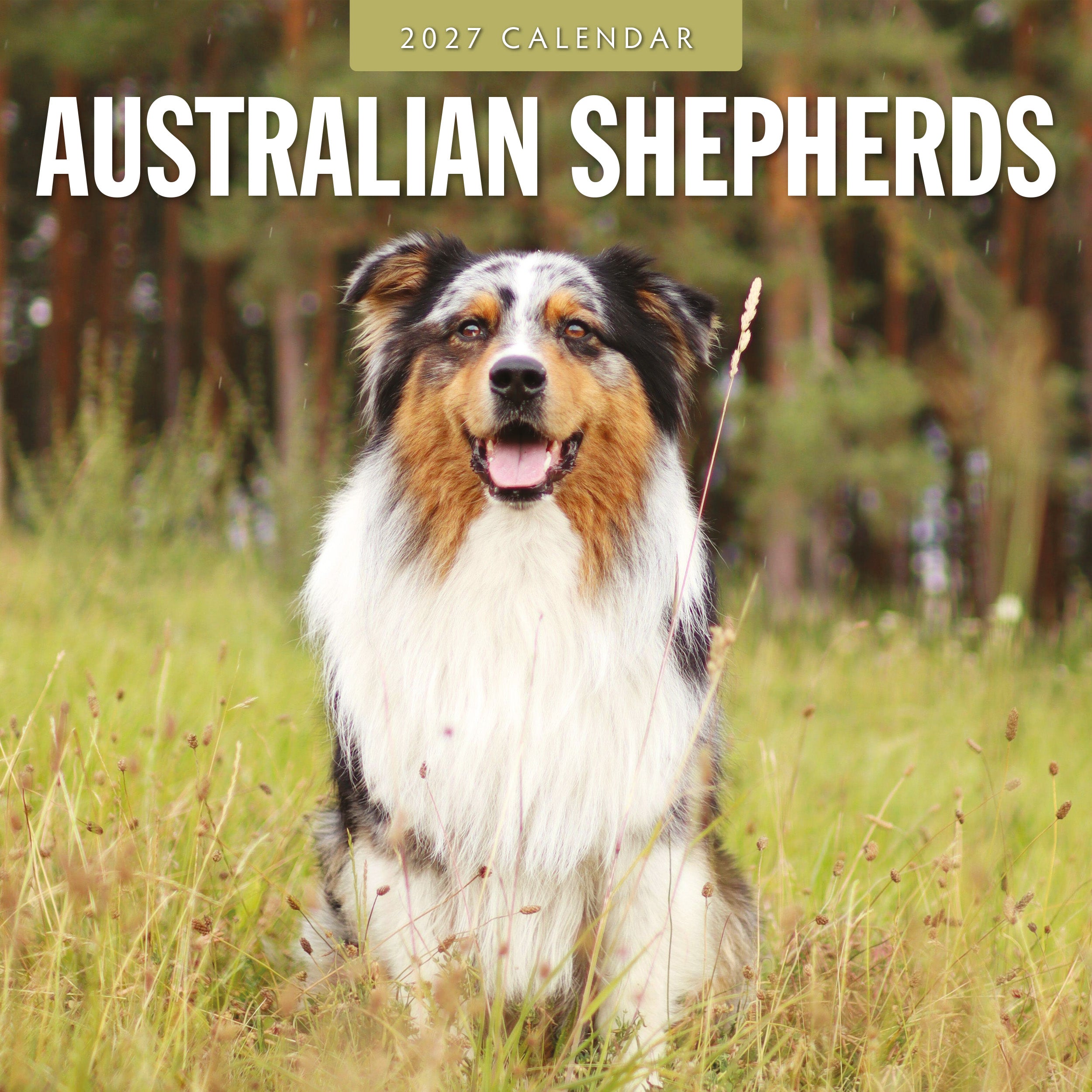 2027 Australian Shepherds - Square Wall Calendar