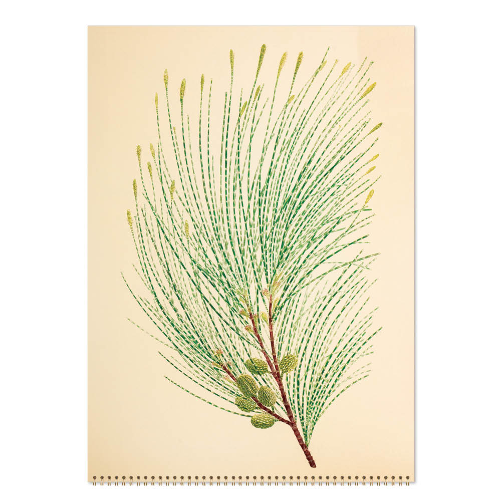 2027 Joseph Banks Botanicals HMS Endeavour - Deluxe Wall Calendar