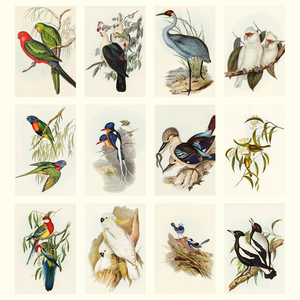2027 Australian Birds John Gould - Deluxe Wall Calendar
